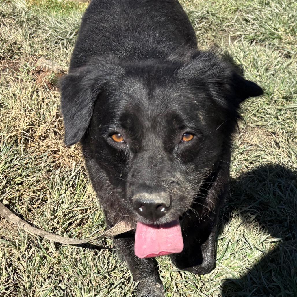 Enlarge Carmine, a Adoptable mixed breed in San Jacinto, CA image 4/6