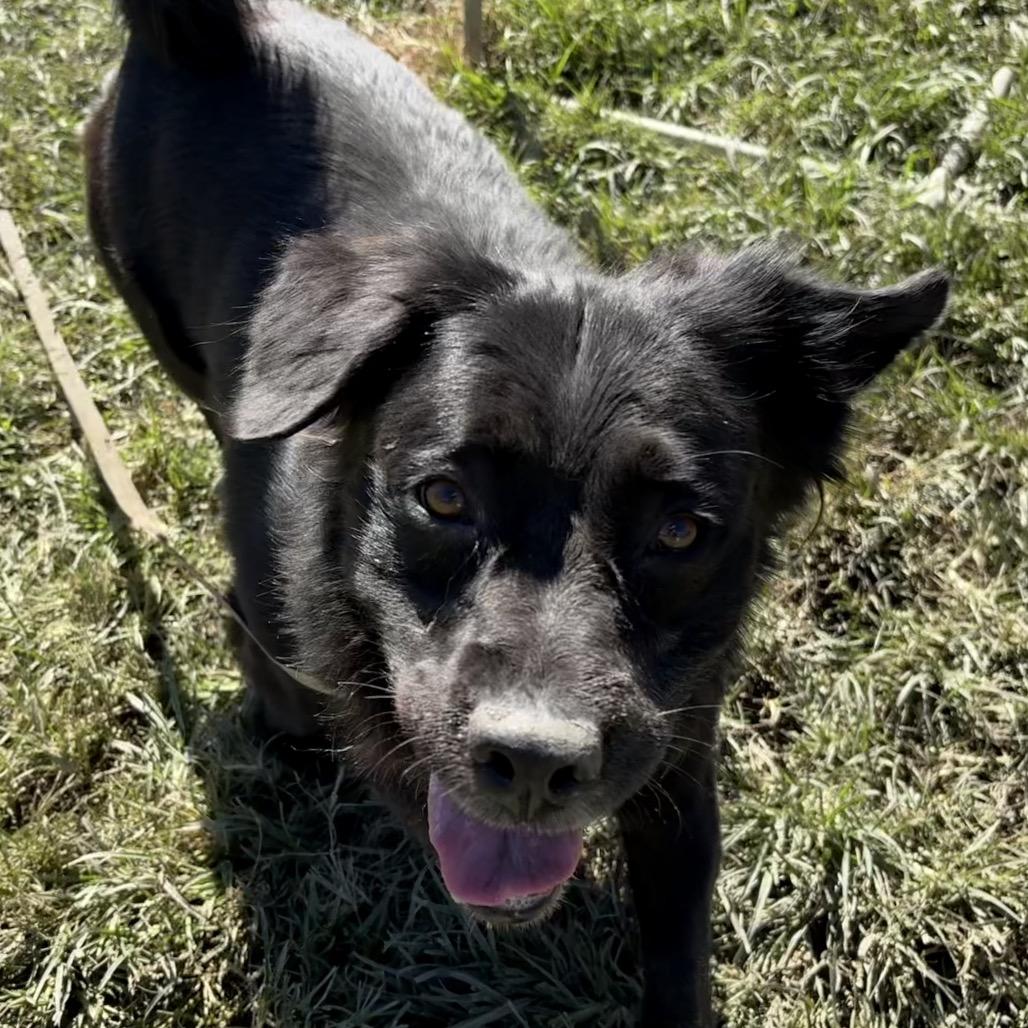 Enlarge Carmine, a Adoptable mixed breed in San Jacinto, CA image 5/6