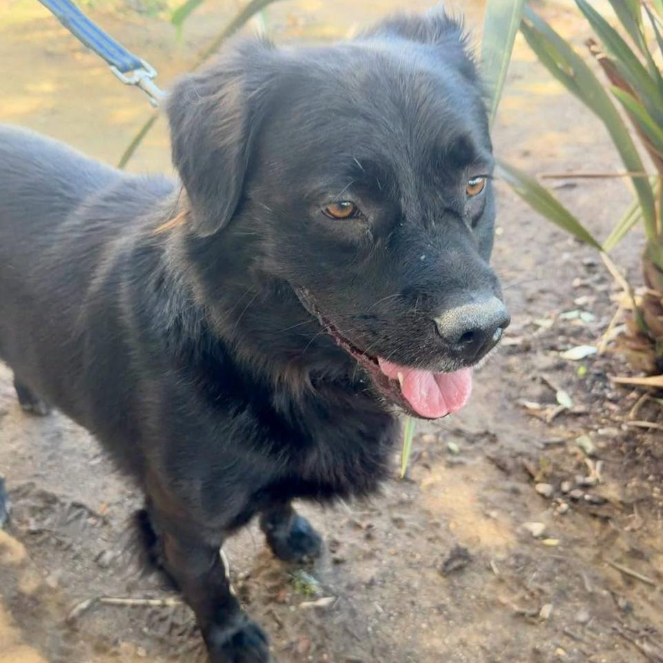Enlarge Carmine, a Adoptable mixed breed in San Jacinto, CA image 6/6