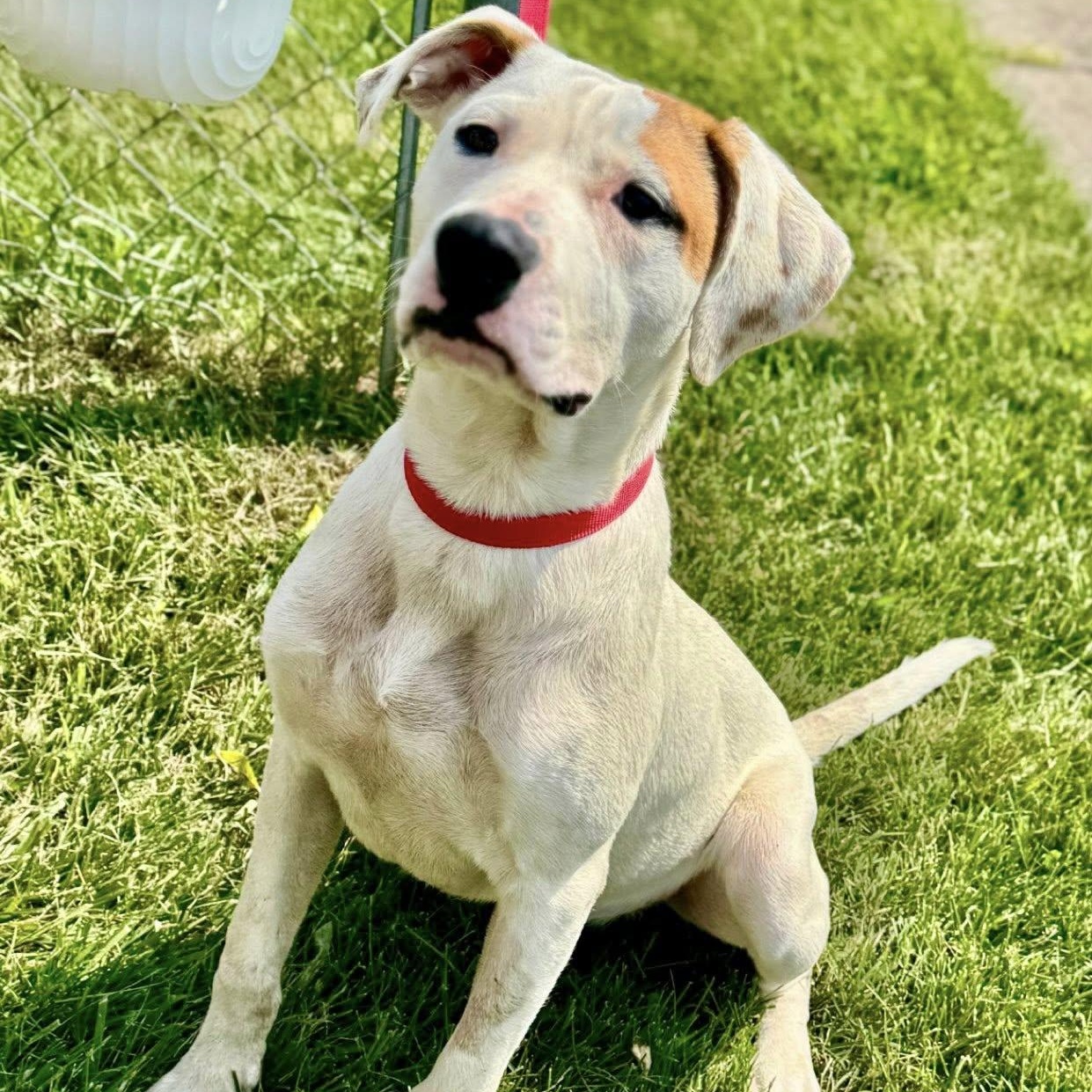 Enlarge Max, a Adoptable mixed breed in Battle Creek, MI image 1/1