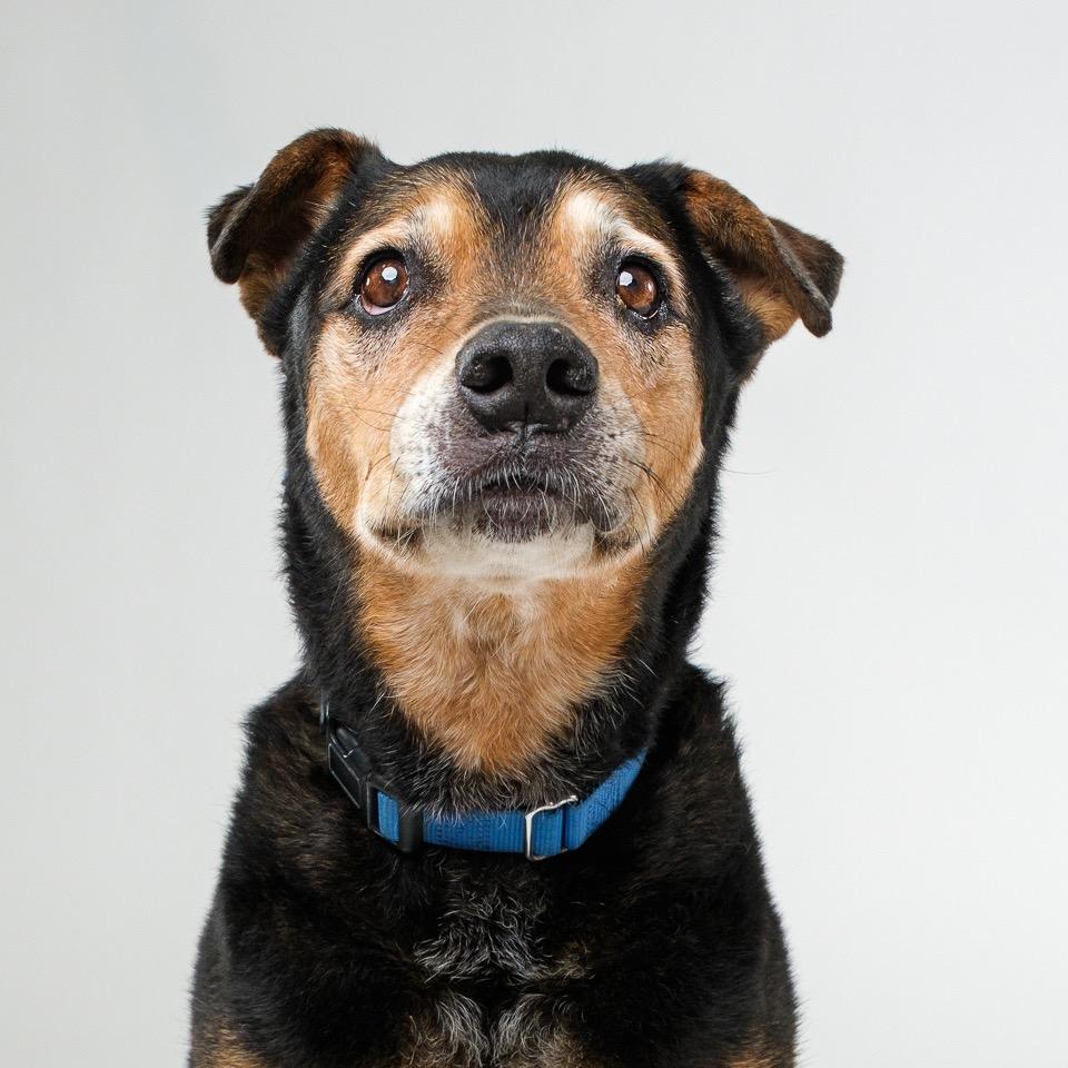 Dude, Adoptable, Senior Male Labrador Retriever.