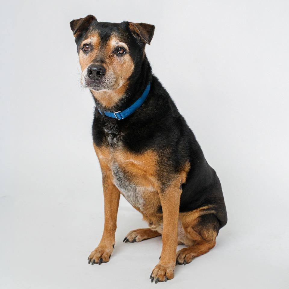 Enlarge Dude, a Adoptable Labrador Retriever in Palm Springs, CA image 2/3