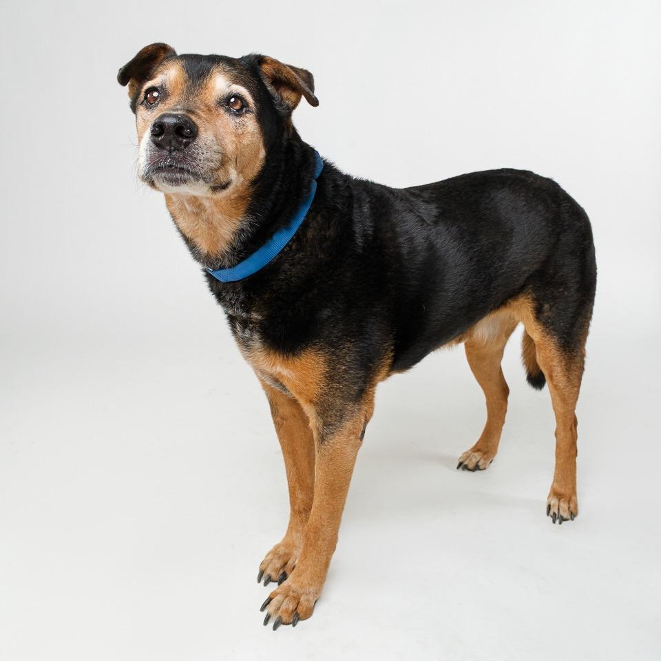 Enlarge Dude, a Adoptable Labrador Retriever in Palm Springs, CA image 3/3