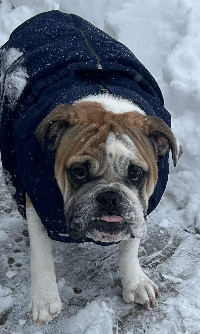 Amira, ADOPTABLE, Young Female American Bulldog.