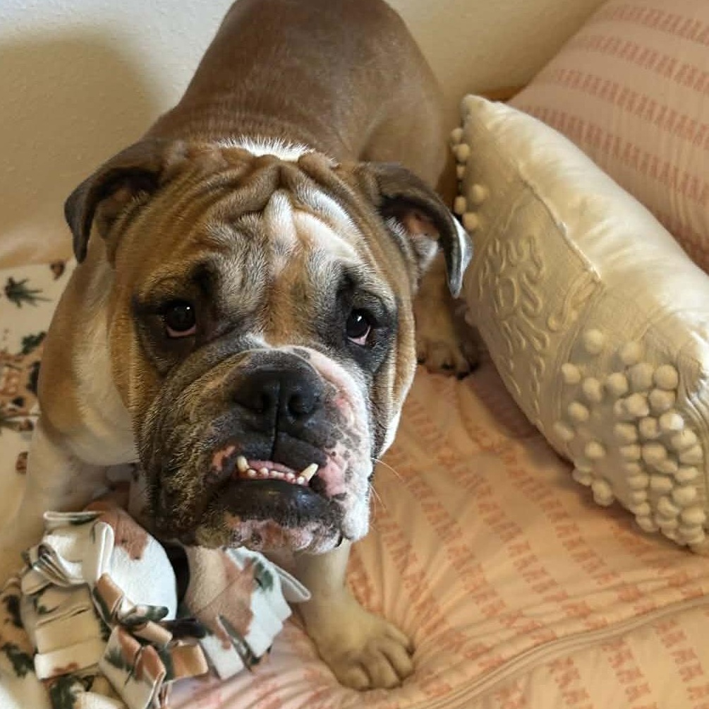 Amira, a ADOPTABLE American Bulldog in Cedar Rapids, IA image 2/5