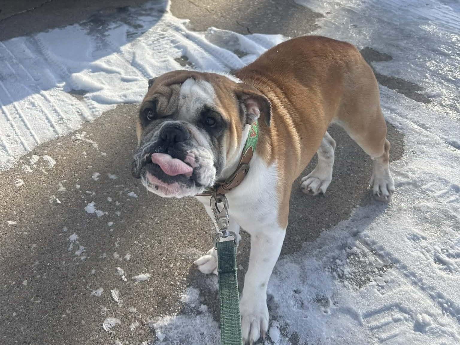 Amira, a ADOPTABLE American Bulldog in Cedar Rapids, IA image 3/5