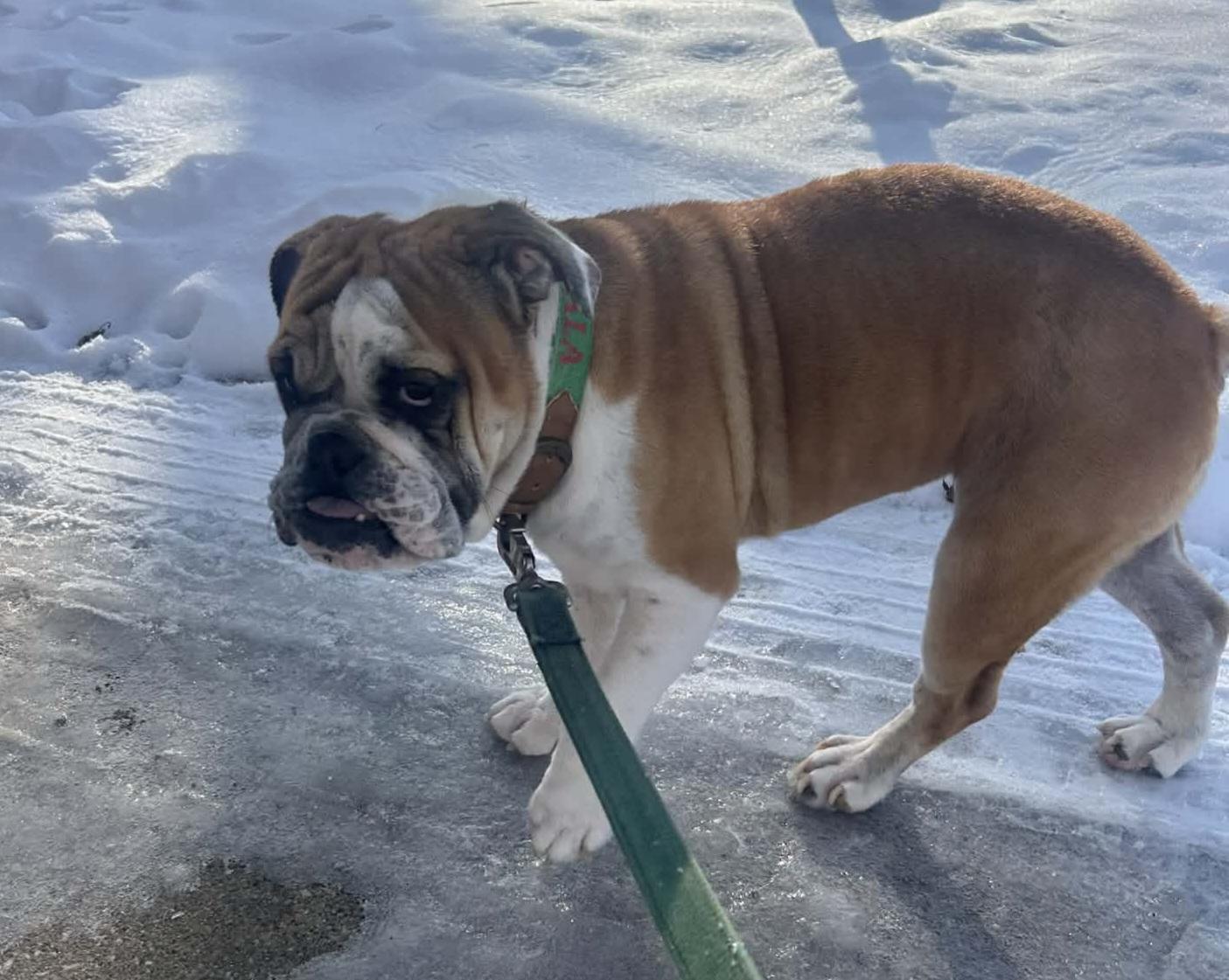 Amira, a ADOPTABLE American Bulldog in Cedar Rapids, IA image 4/5