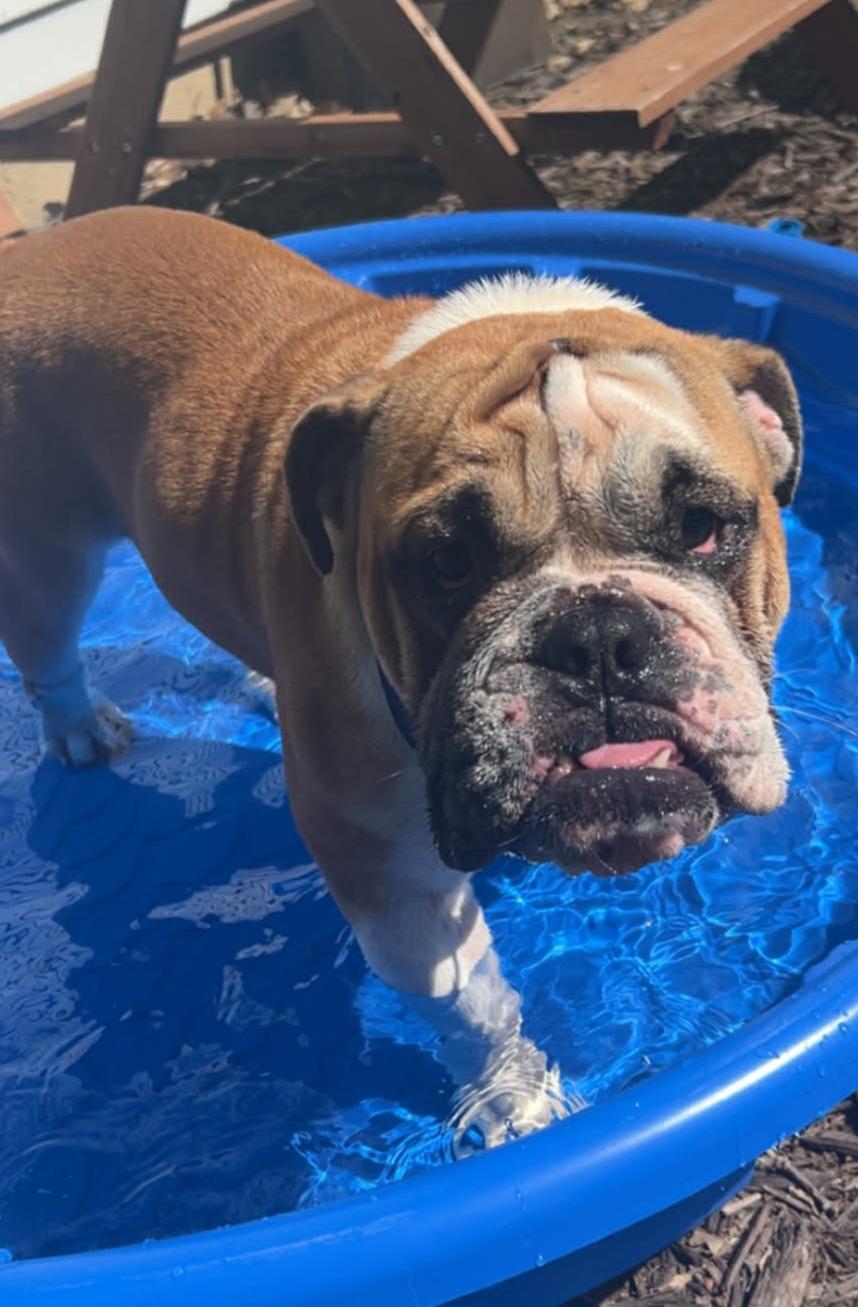 Amira, a ADOPTABLE American Bulldog in Cedar Rapids, IA image 5/5