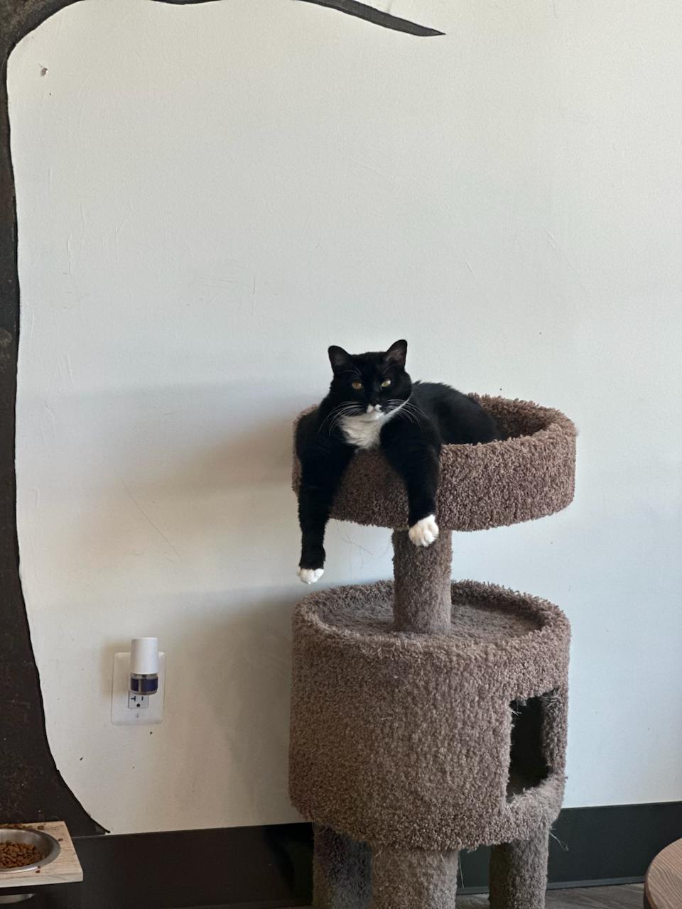 Oreo, Adoptable, Adult Female Domestic Short Hair.