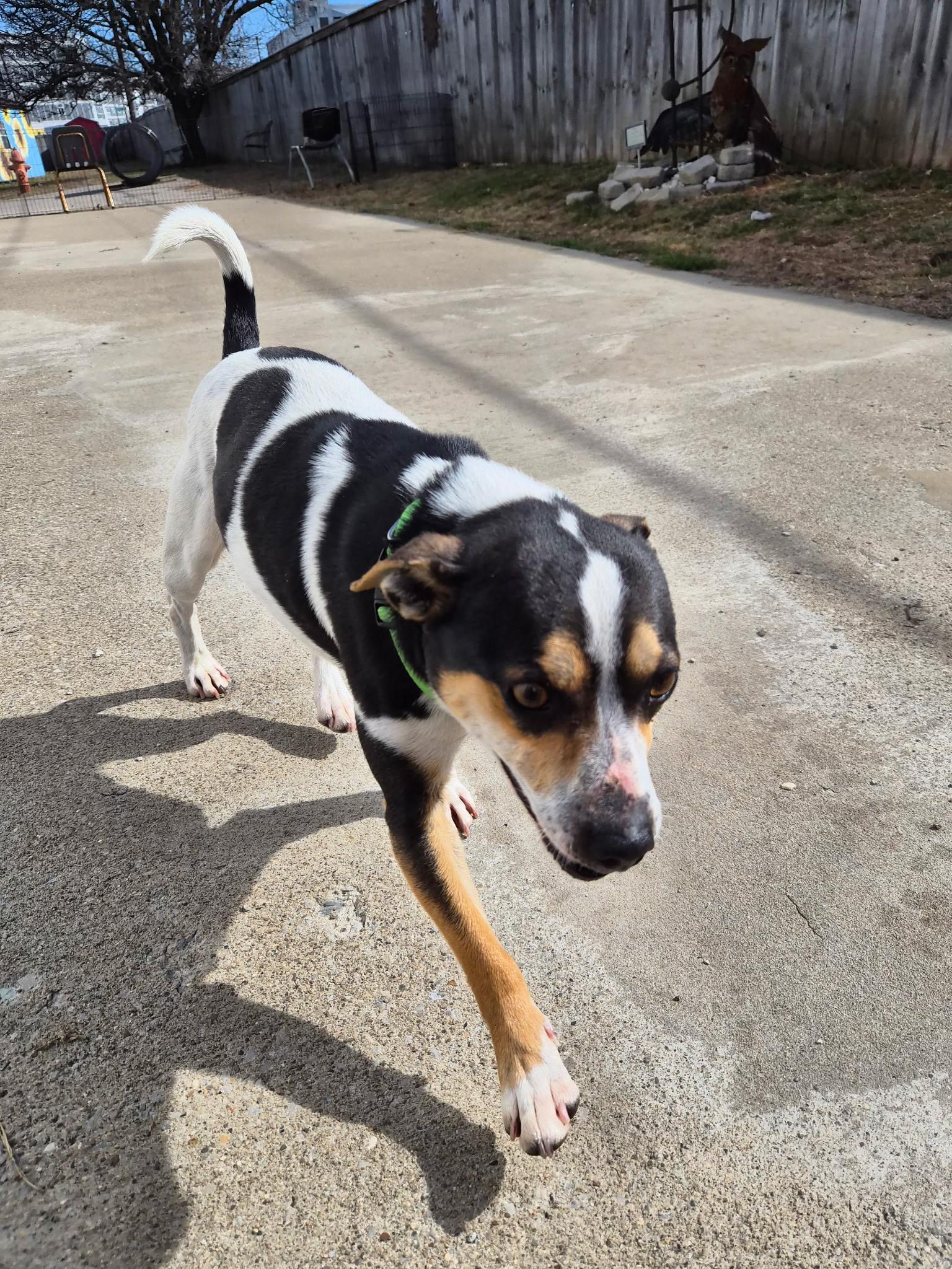Enlarge Sunny, a ADOPTABLE Rat Terrier in Lexington, KY image 2/6