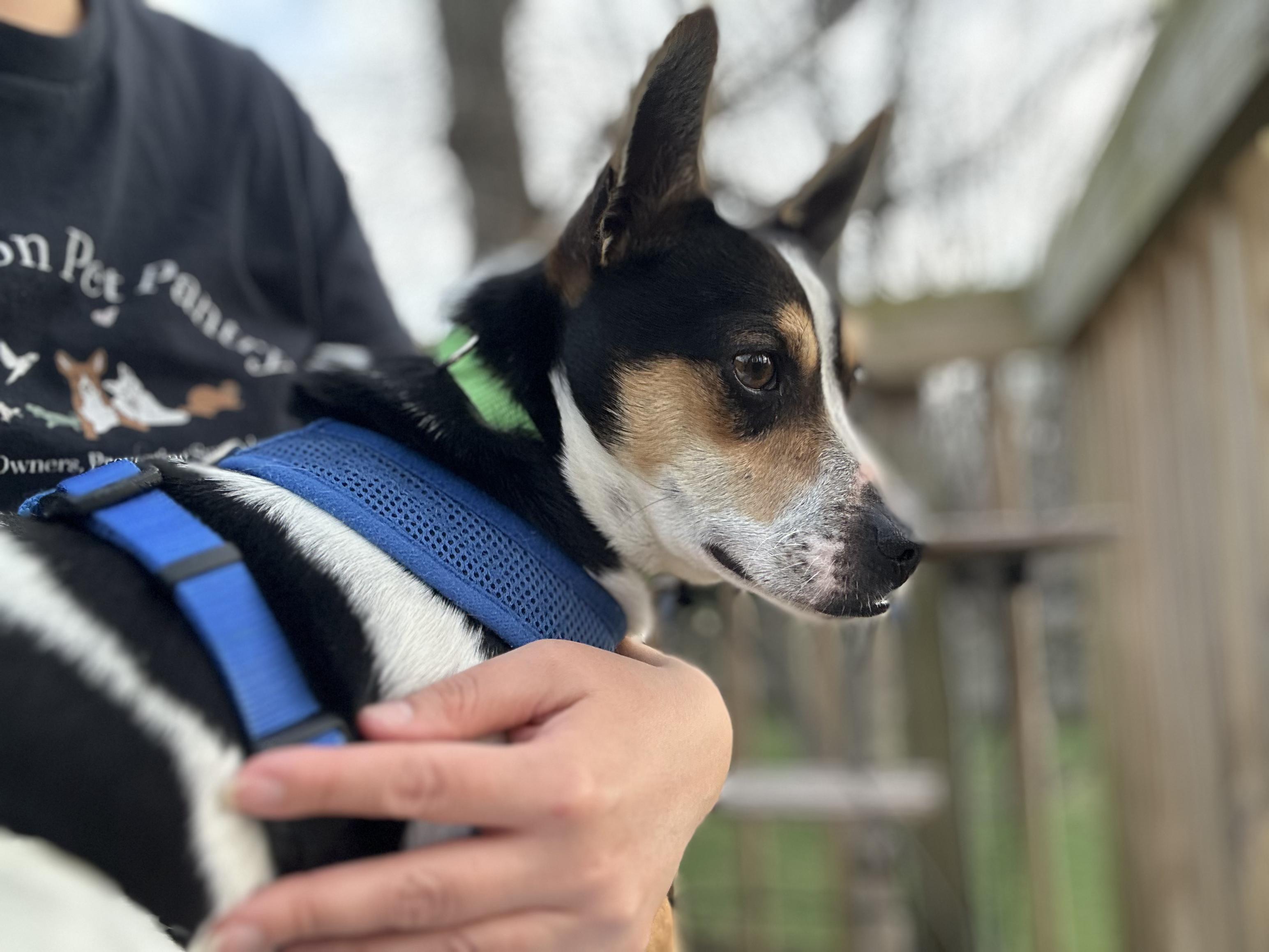 Enlarge Sunny, a ADOPTABLE Rat Terrier in Lexington, KY image 5/6