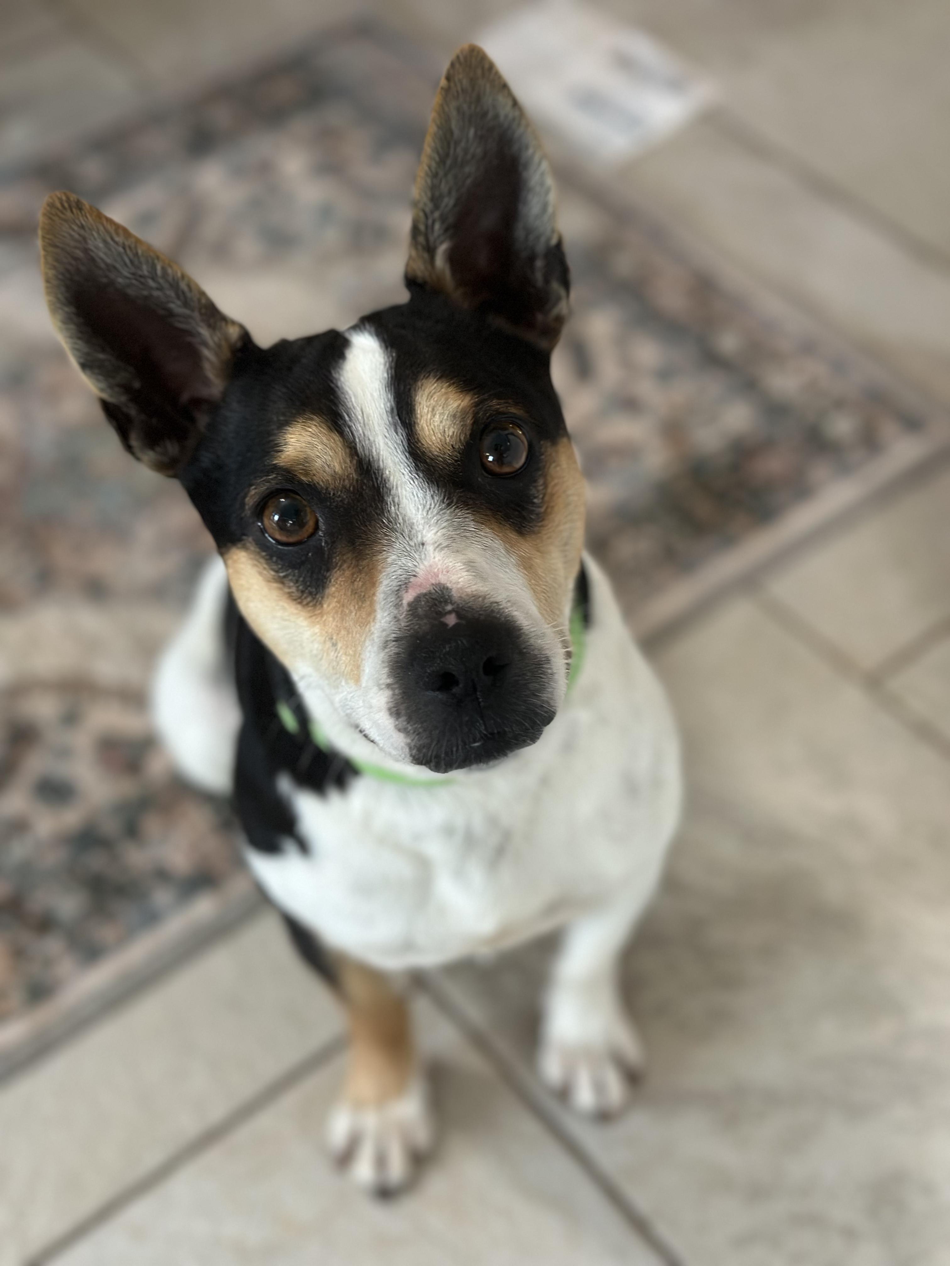 Enlarge Sunny, a ADOPTABLE Rat Terrier in Lexington, KY image 3/6