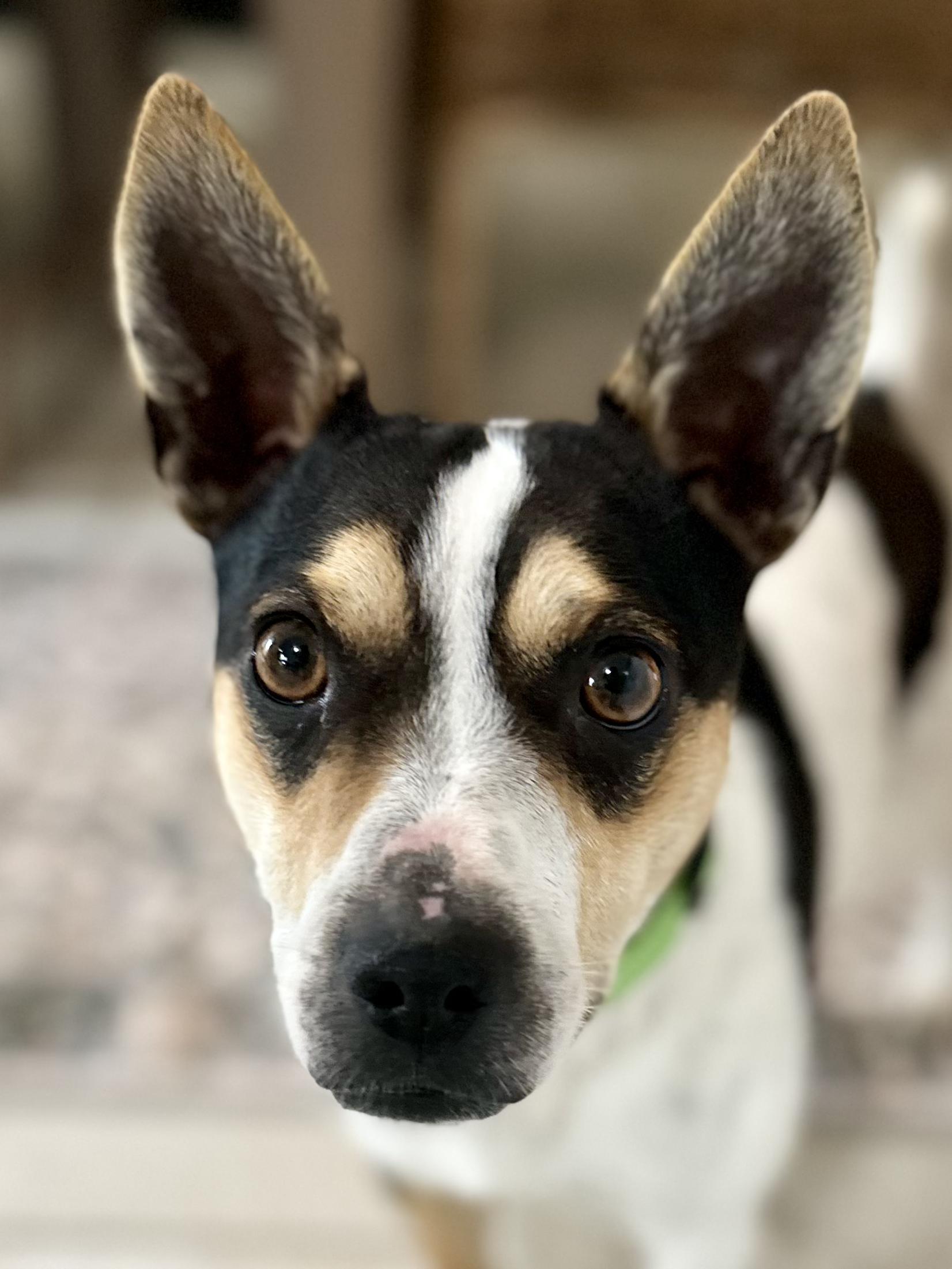 Enlarge Sunny, a ADOPTABLE Rat Terrier in Lexington, KY image 6/6