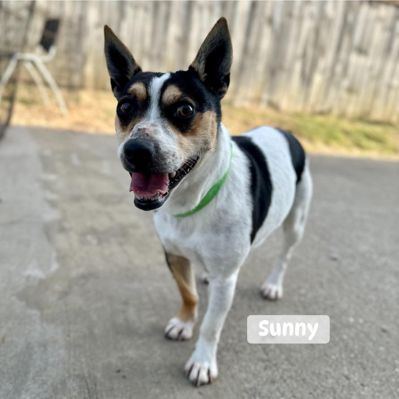 Sunny, ADOPTABLE, Adult Male Rat Terrier.
