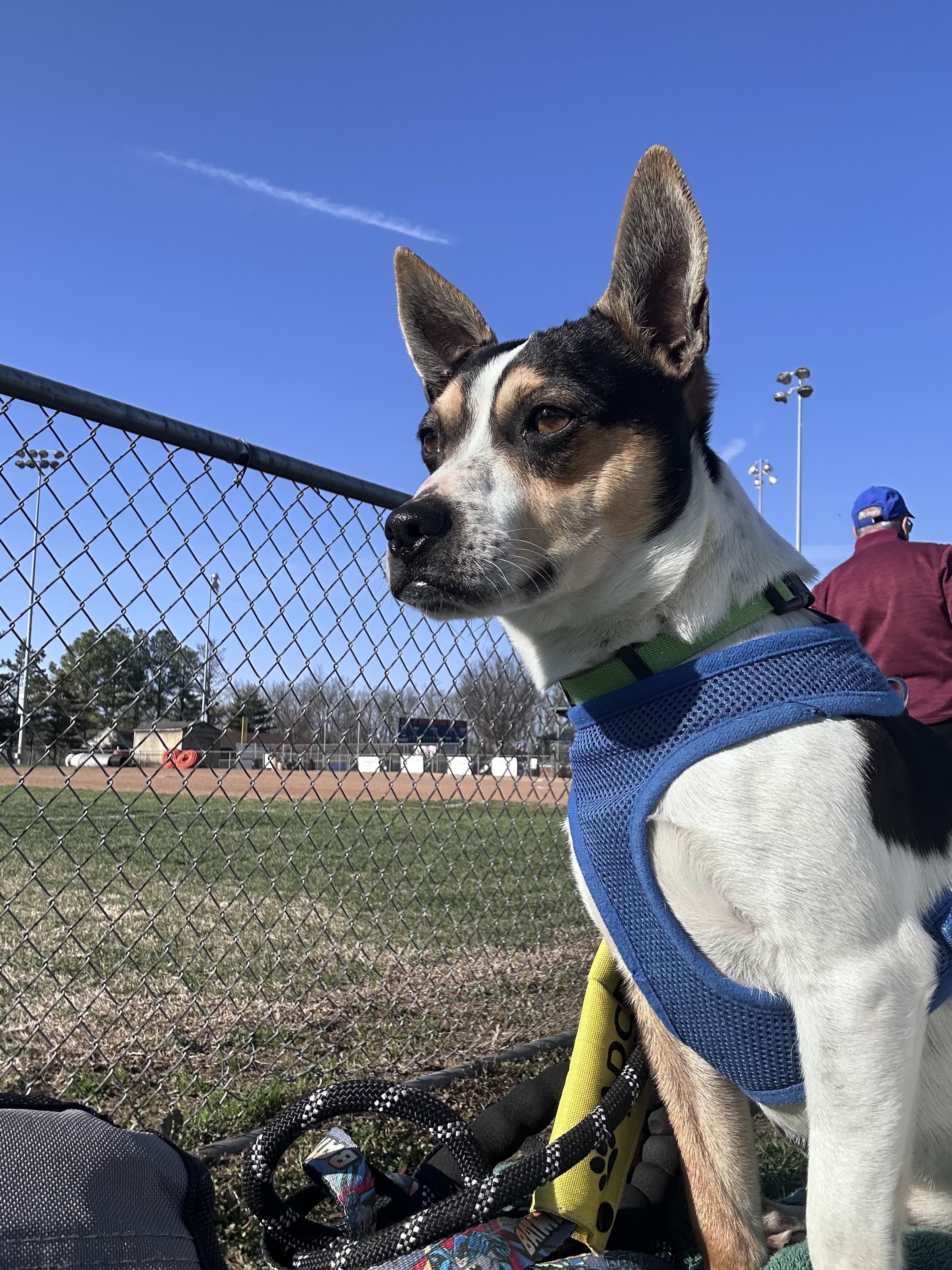 Enlarge Sunny, a ADOPTABLE Rat Terrier in Lexington, KY image 4/6