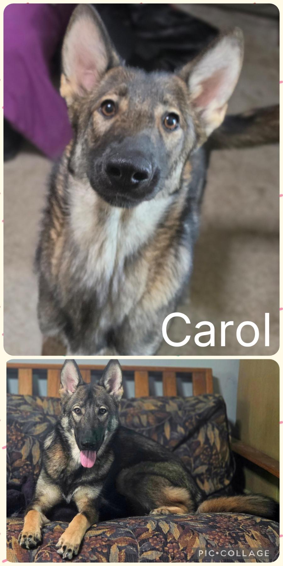 Carol, Adoptable, Young Female German Shepherd Dog & Husky.