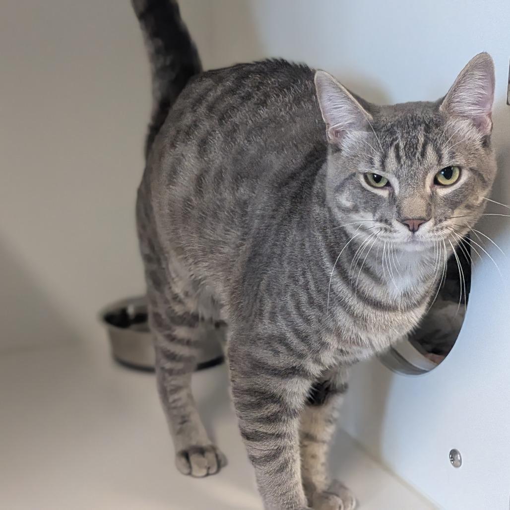 Enlarge Hades, a Adoptable Domestic Short Hair in Prairie du Chien, WI image 1/2