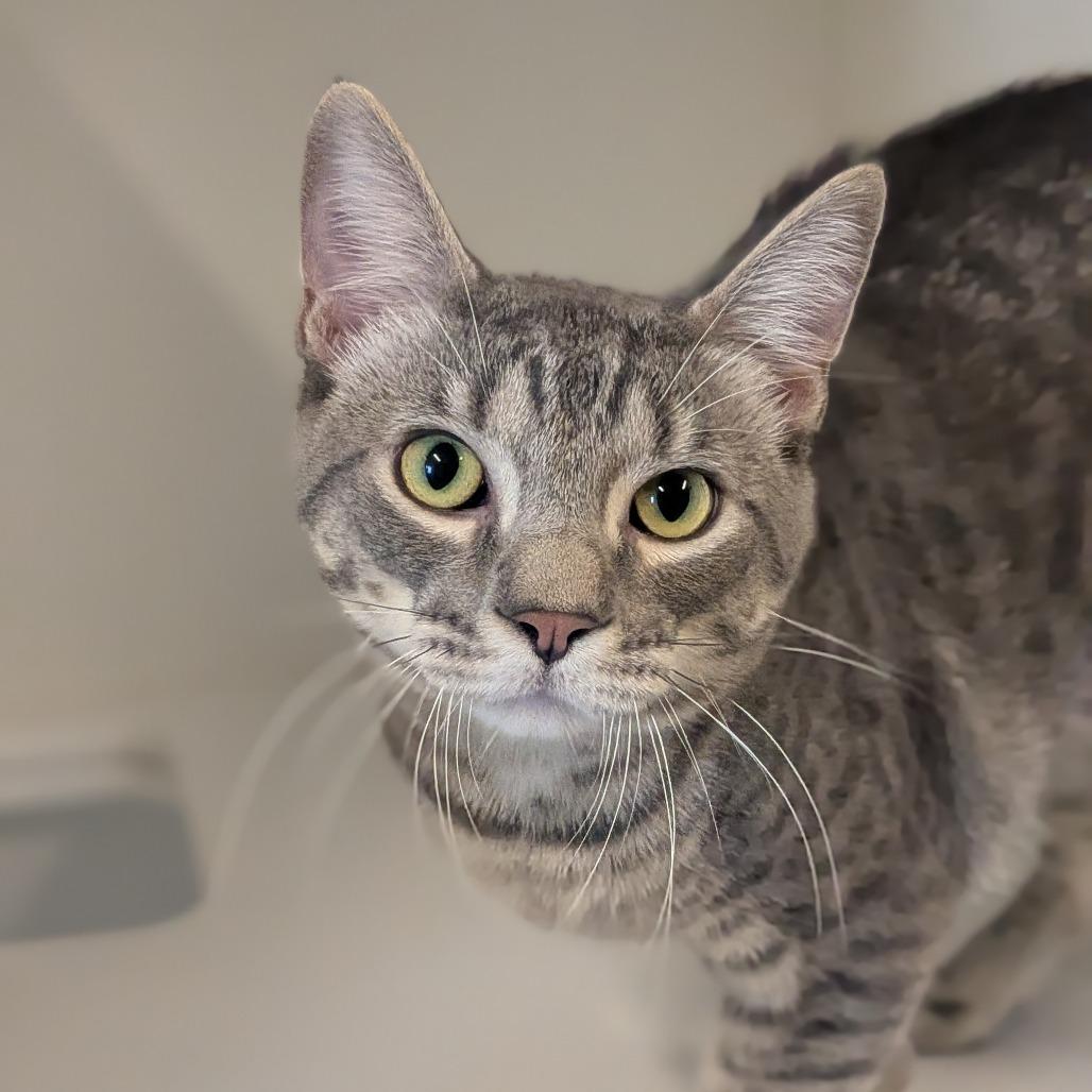 Enlarge Hades, a Adoptable Domestic Short Hair in Prairie du Chien, WI image 2/2