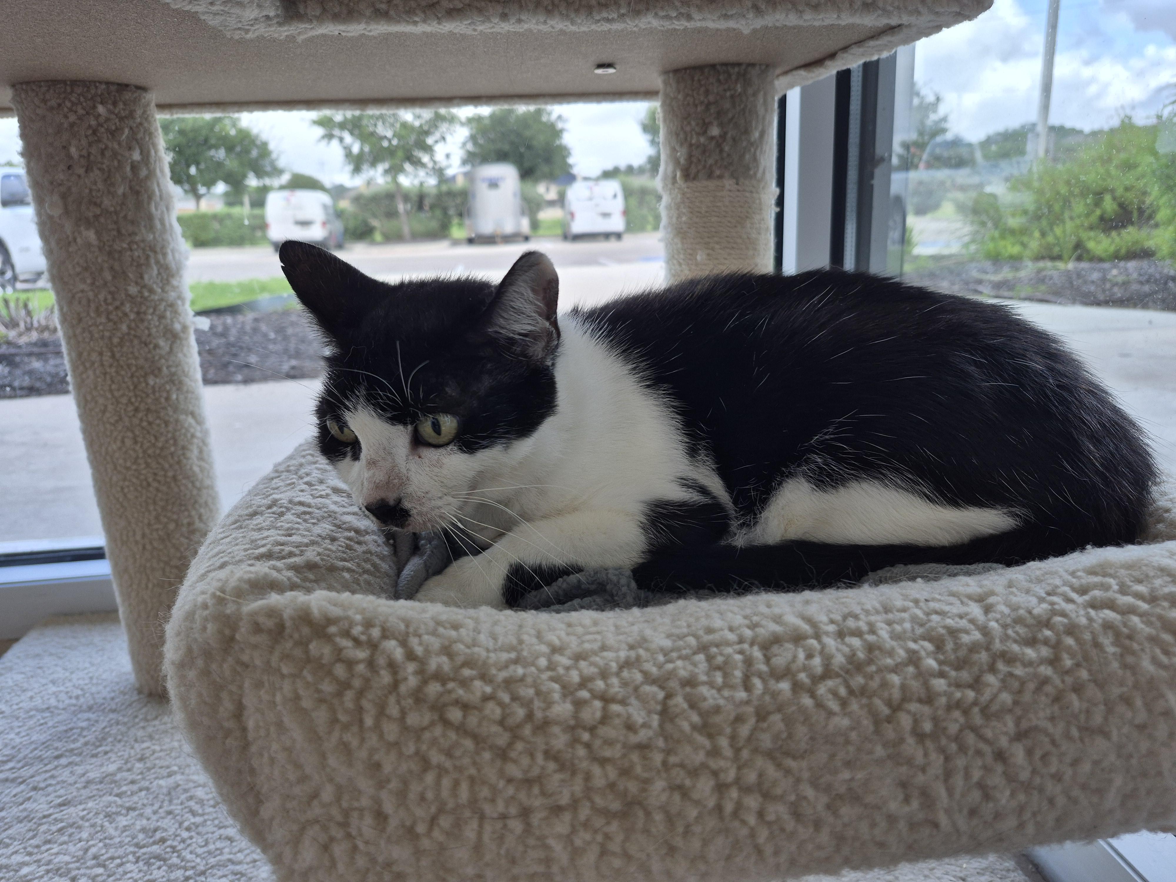 Enlarge Ava, a ADOPTABLE Domestic Short Hair in Schertz, TX image 2/2