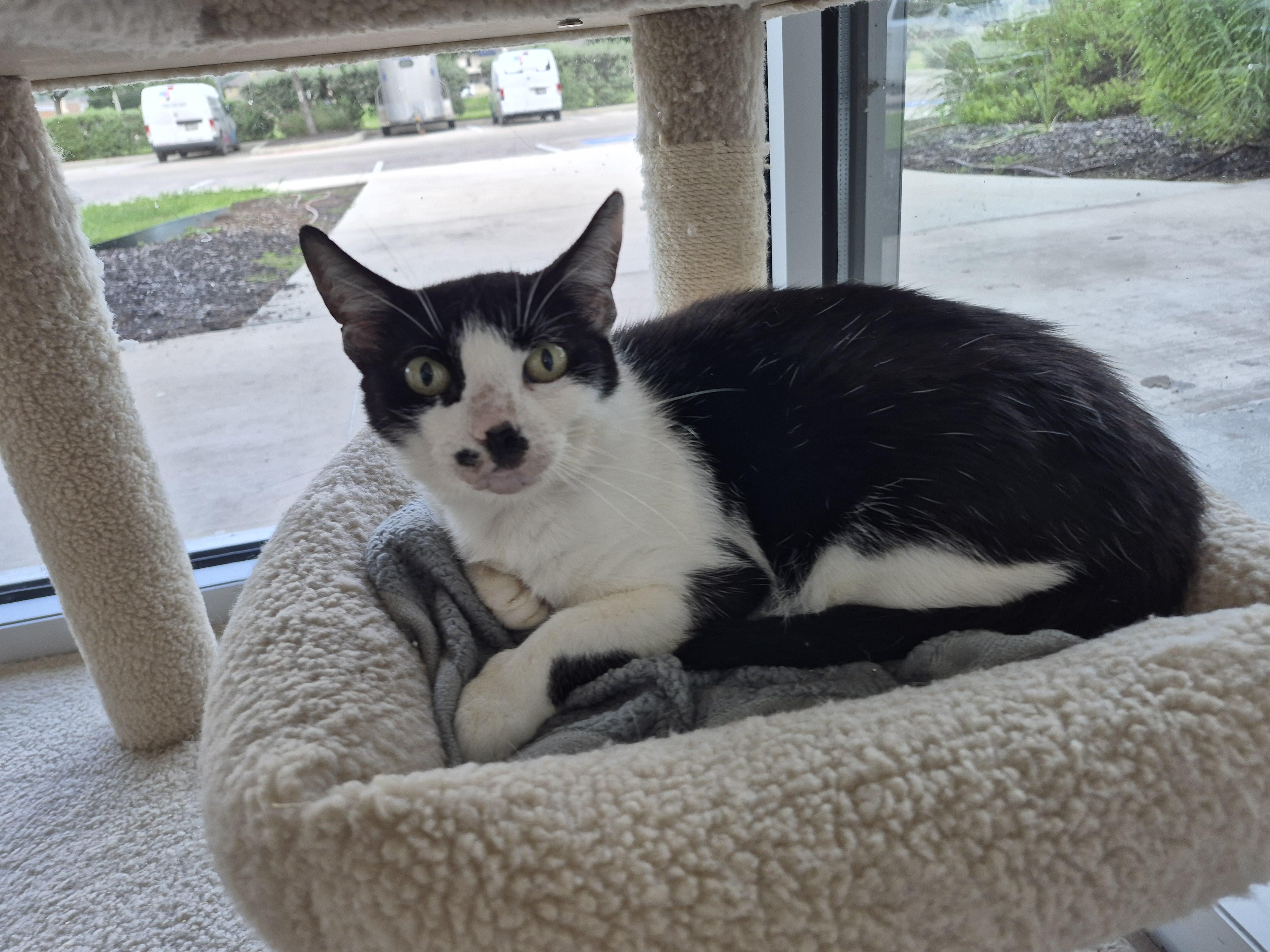 Ava, ADOPTABLE, Adult Female Domestic Short Hair.