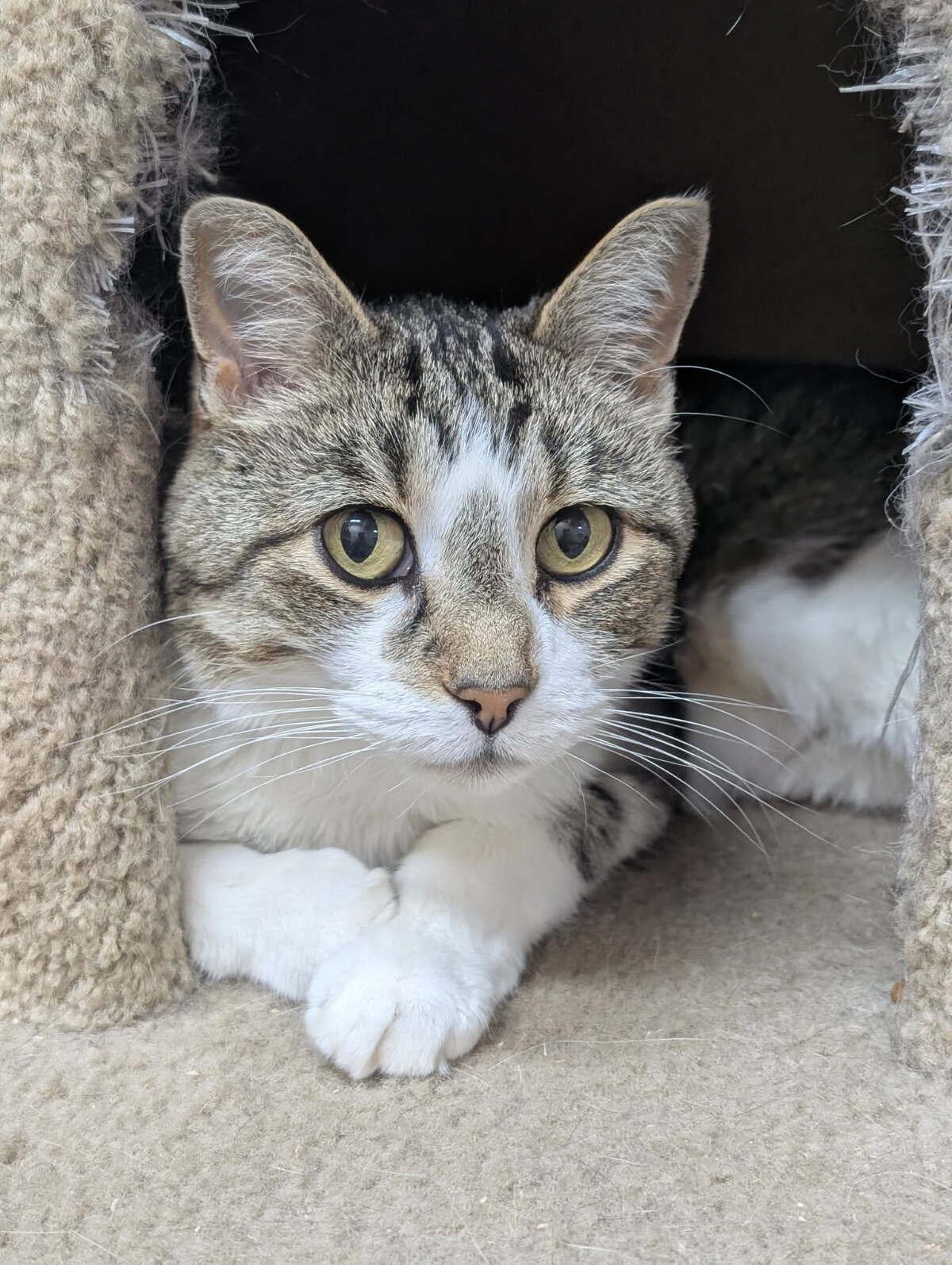 Finn, an adoptable Domestic Short Hair in wetaskiwin, AB, t9a 2j4 | Photo Image 2