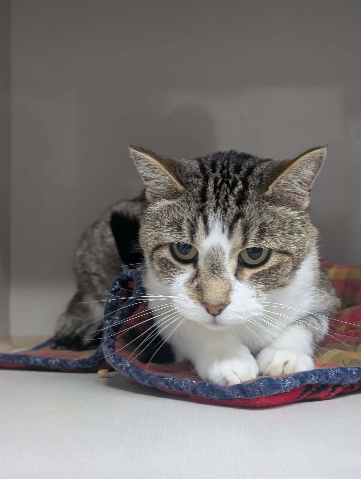 Finn, an adoptable Domestic Short Hair in wetaskiwin, AB, t9a 2j4 | Photo Image 1