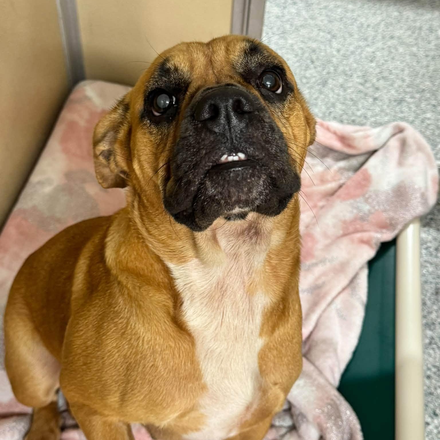 Enlarge Fergie, a Adoptable mixed breed in St. Augustine, FL image 1/1