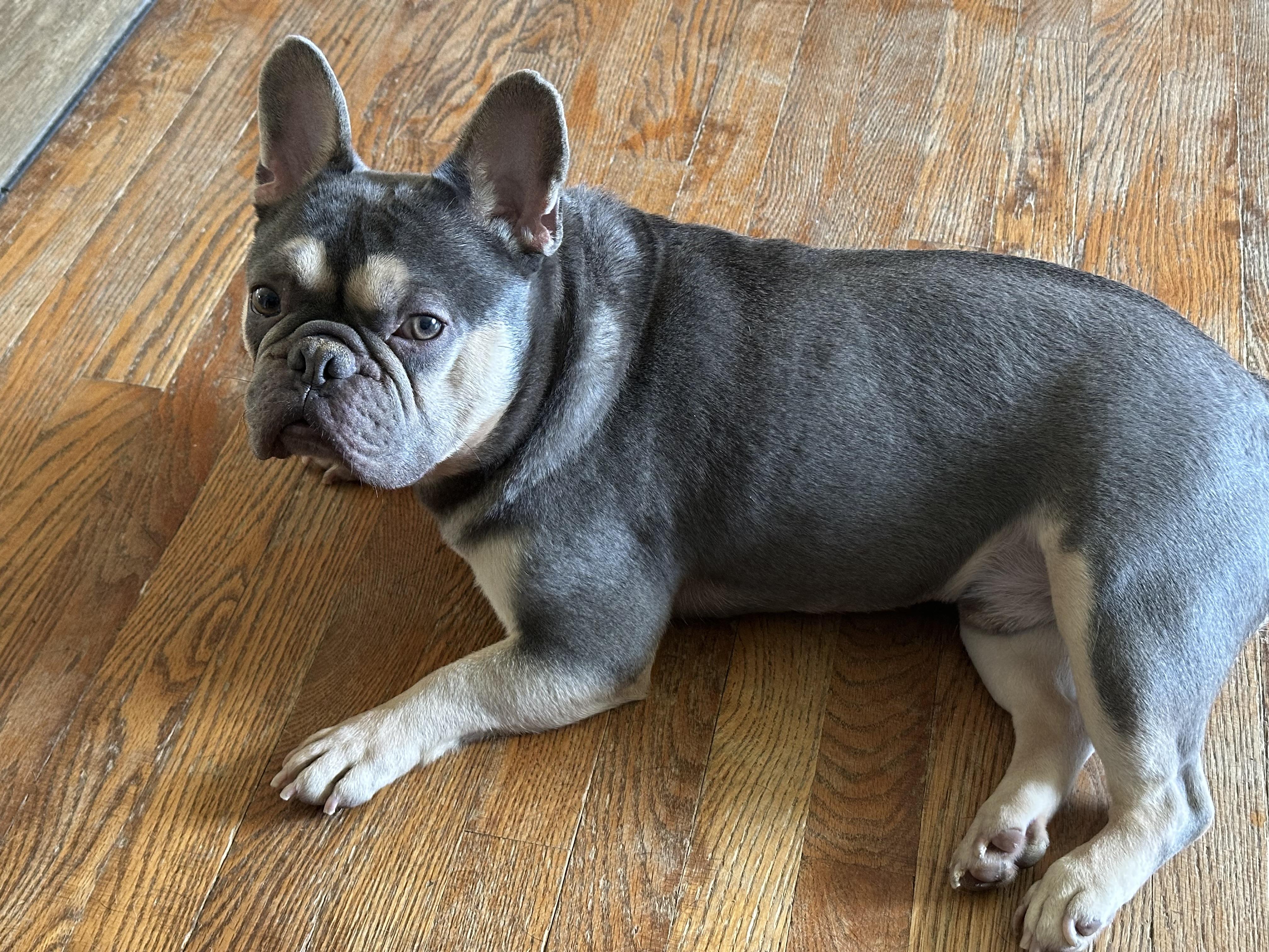 Enlarge Gunner, a Adoptable French Bulldog in Nesquehoning, PA image 4/4