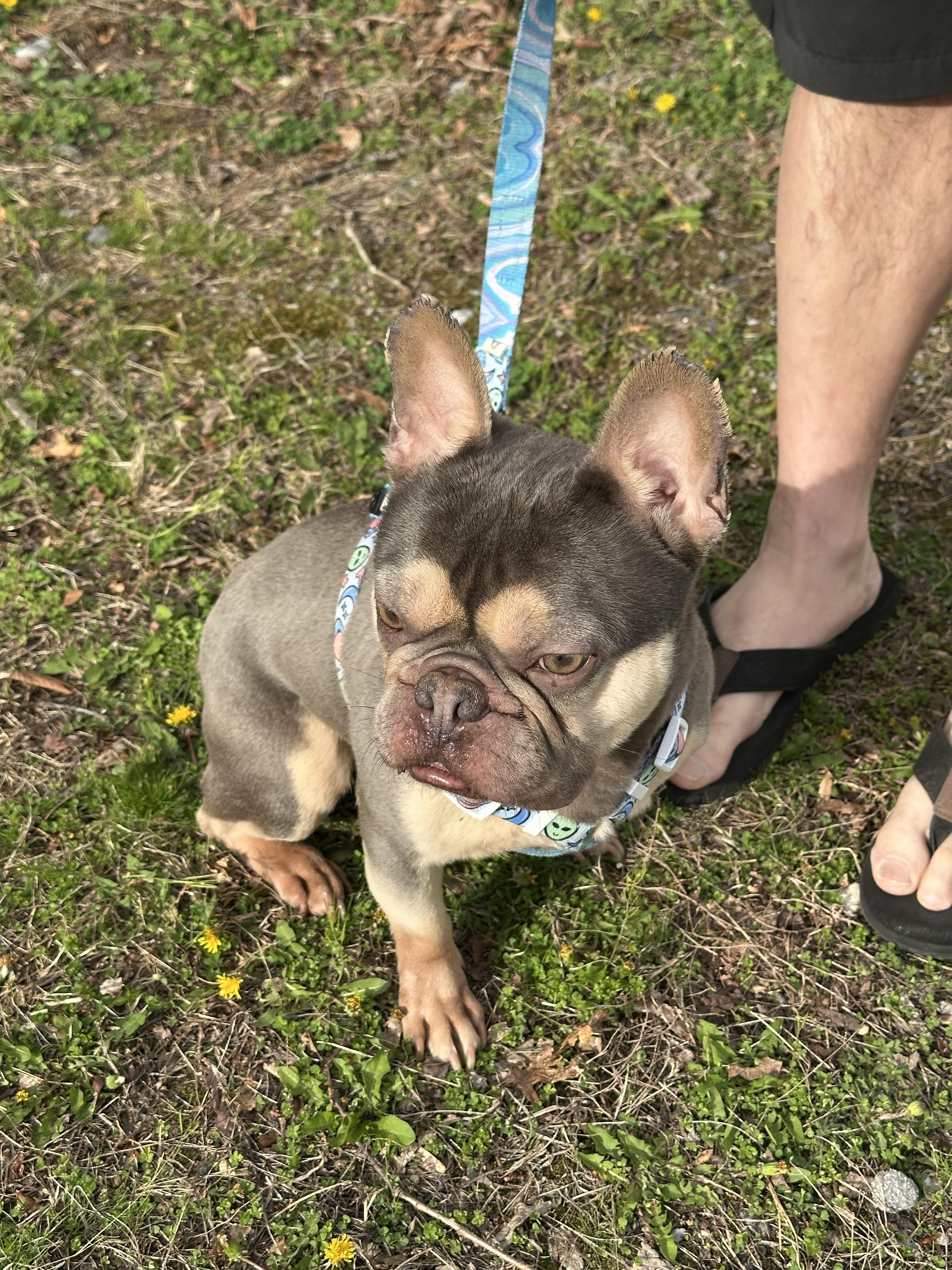 Enlarge Gunner, a Adoptable French Bulldog in Nesquehoning, PA image 2/4