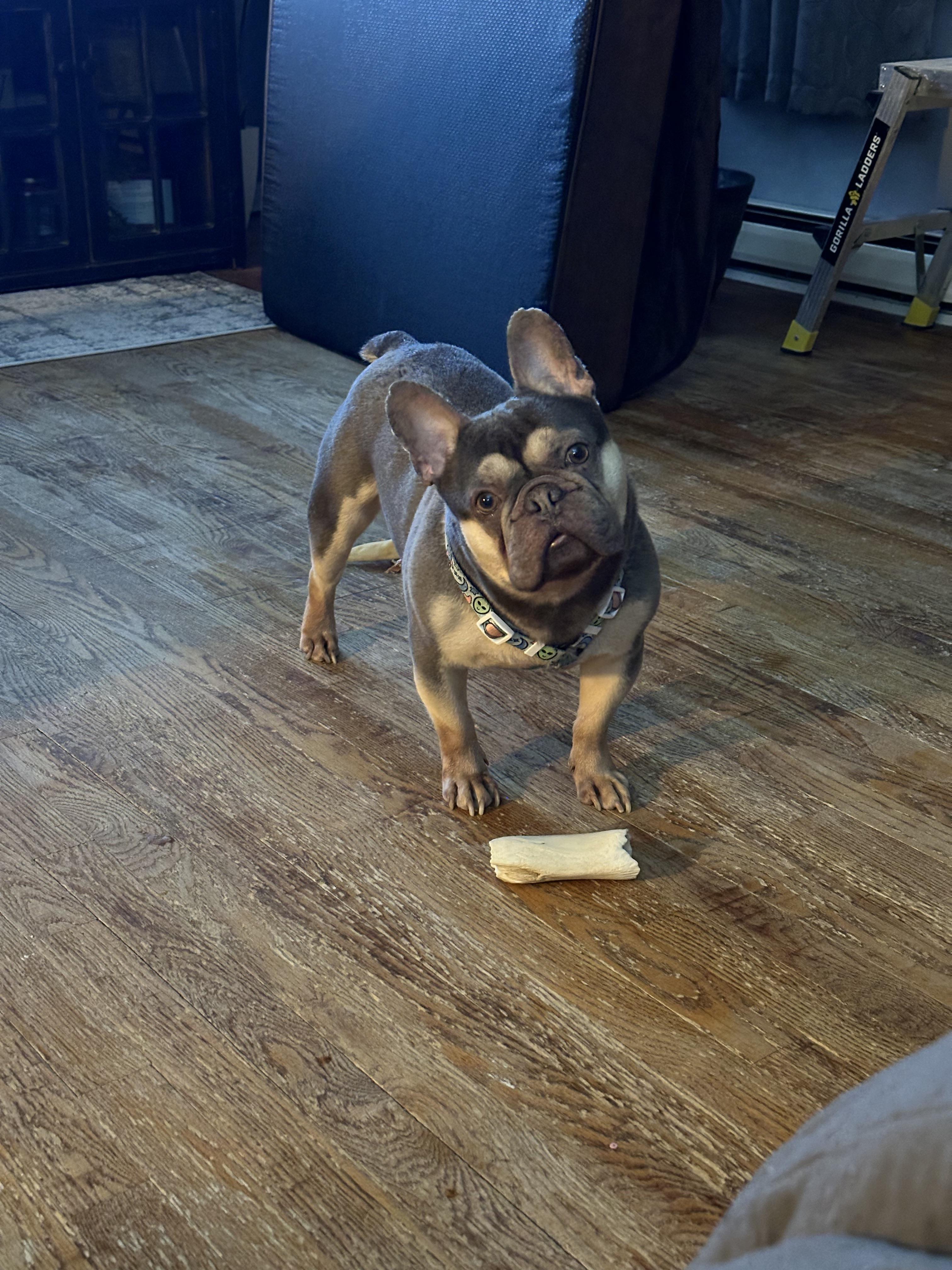 Enlarge Gunner, a Adoptable French Bulldog in Nesquehoning, PA image 1/4