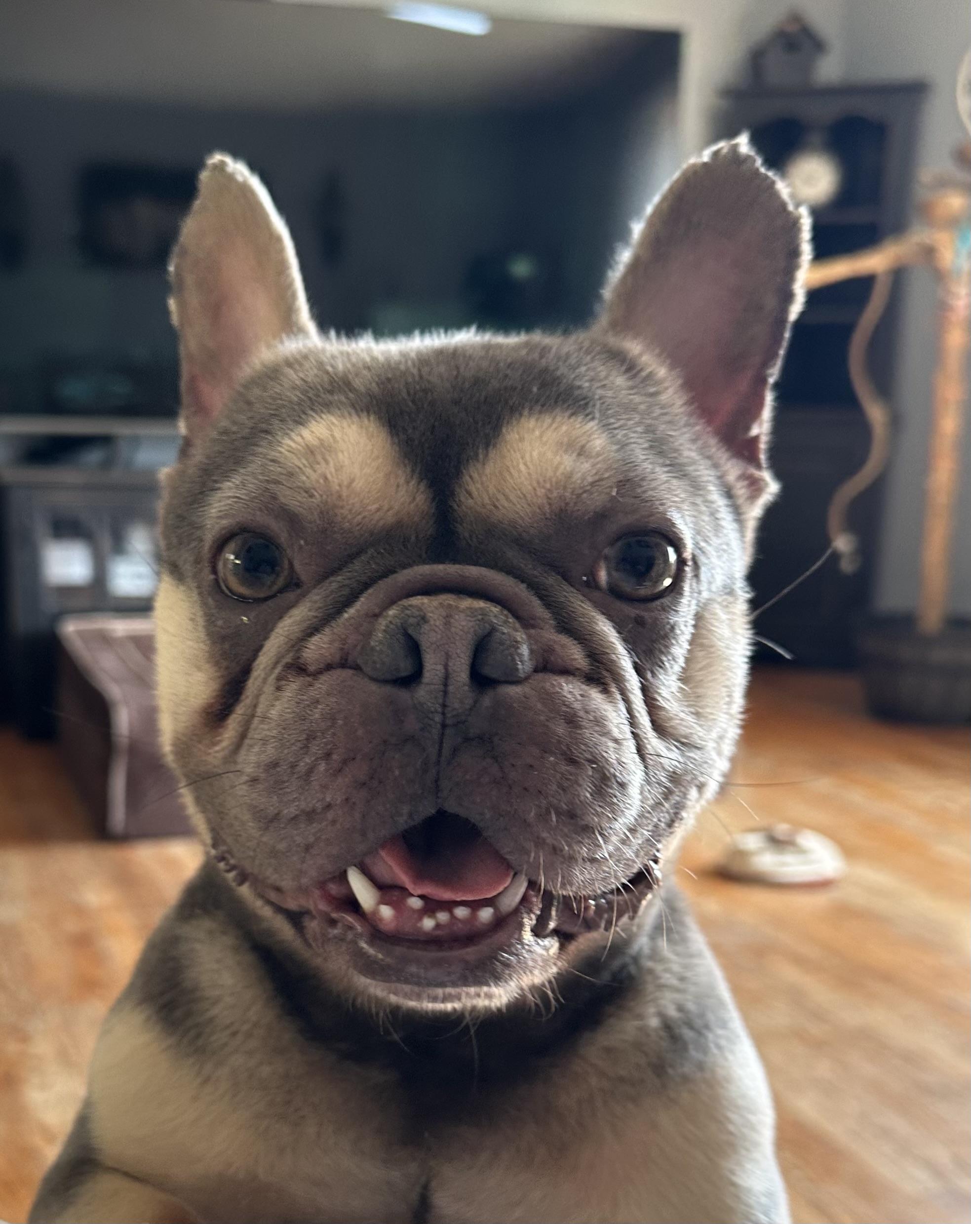Enlarge Gunner, a Adoptable French Bulldog in Nesquehoning, PA image 3/4