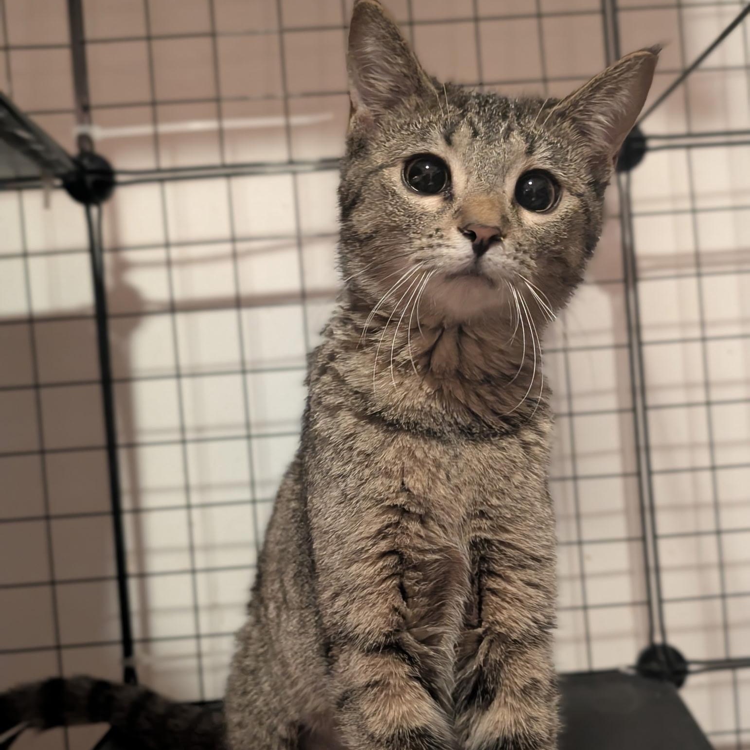 Little Miss Toffee, Baby Female Domestic Short Hair