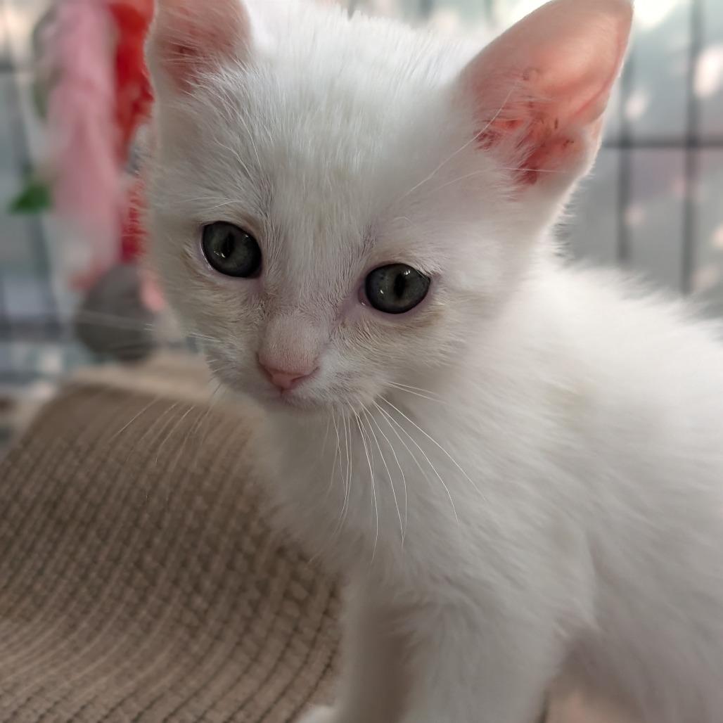 Flake 25-129, Adoptable, Kitten Male Domestic Short Hair.
