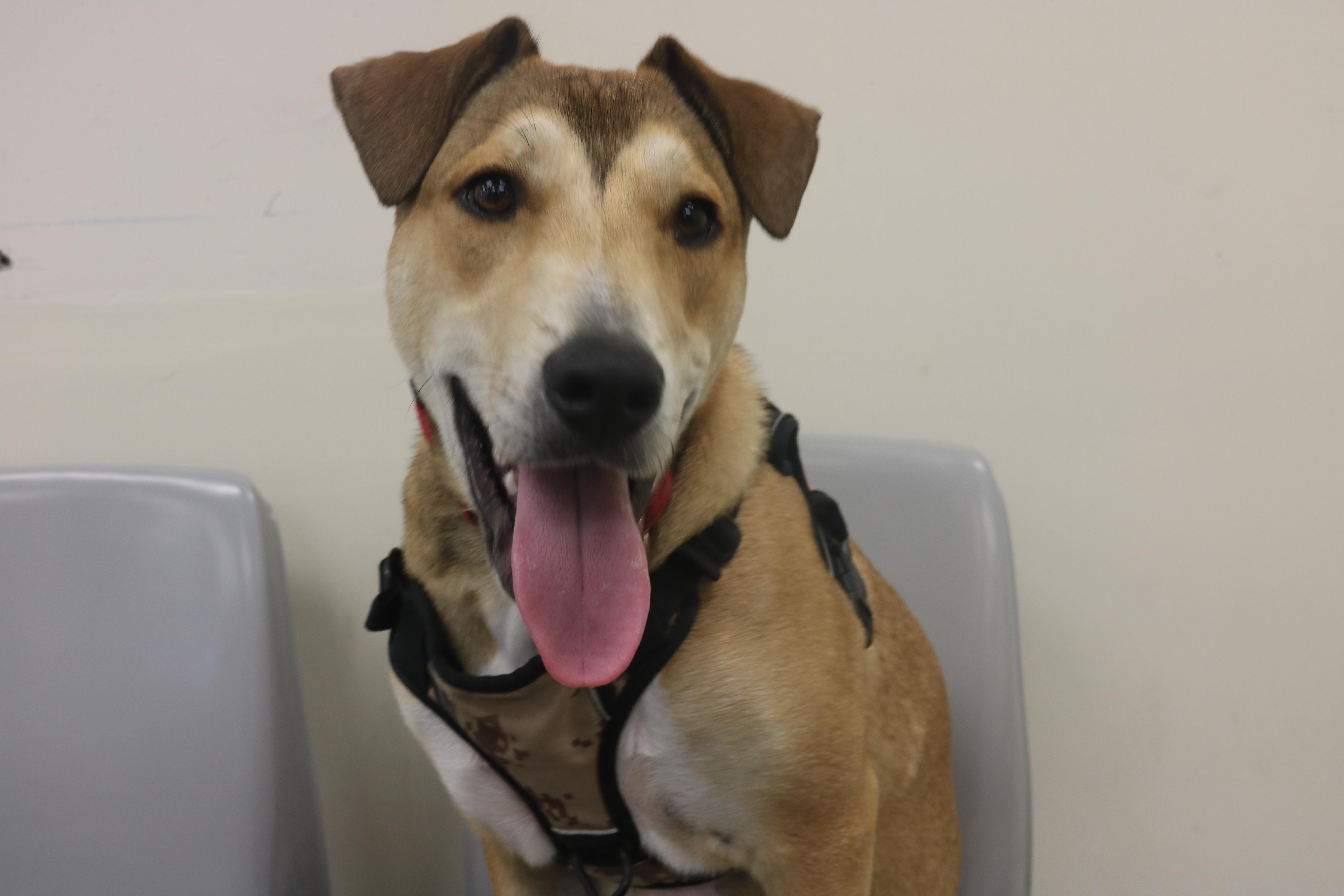 Max, ADOPTABLE, Young Male German Shepherd Dog & Mixed Breed.