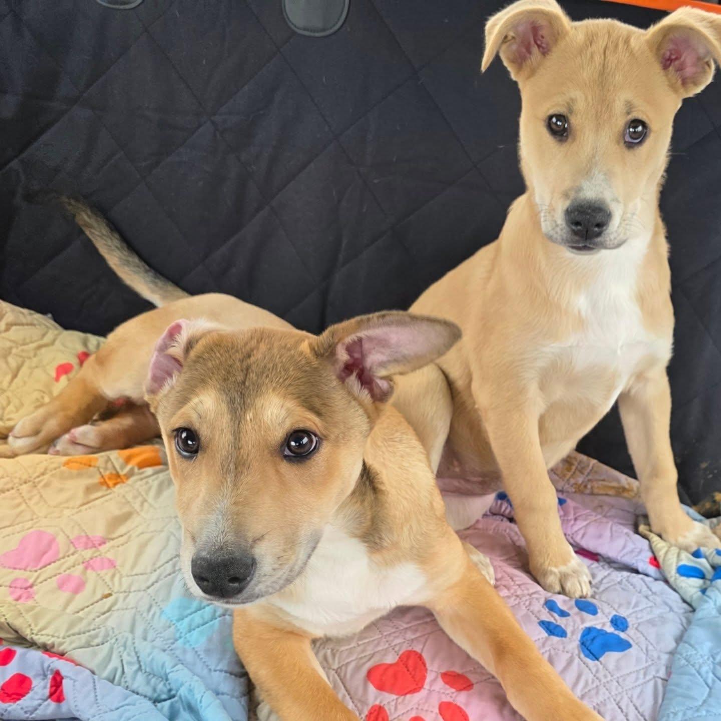 Enlarge Max, a ADOPTABLE mixed breed in Santa Clara, CA image 3/5