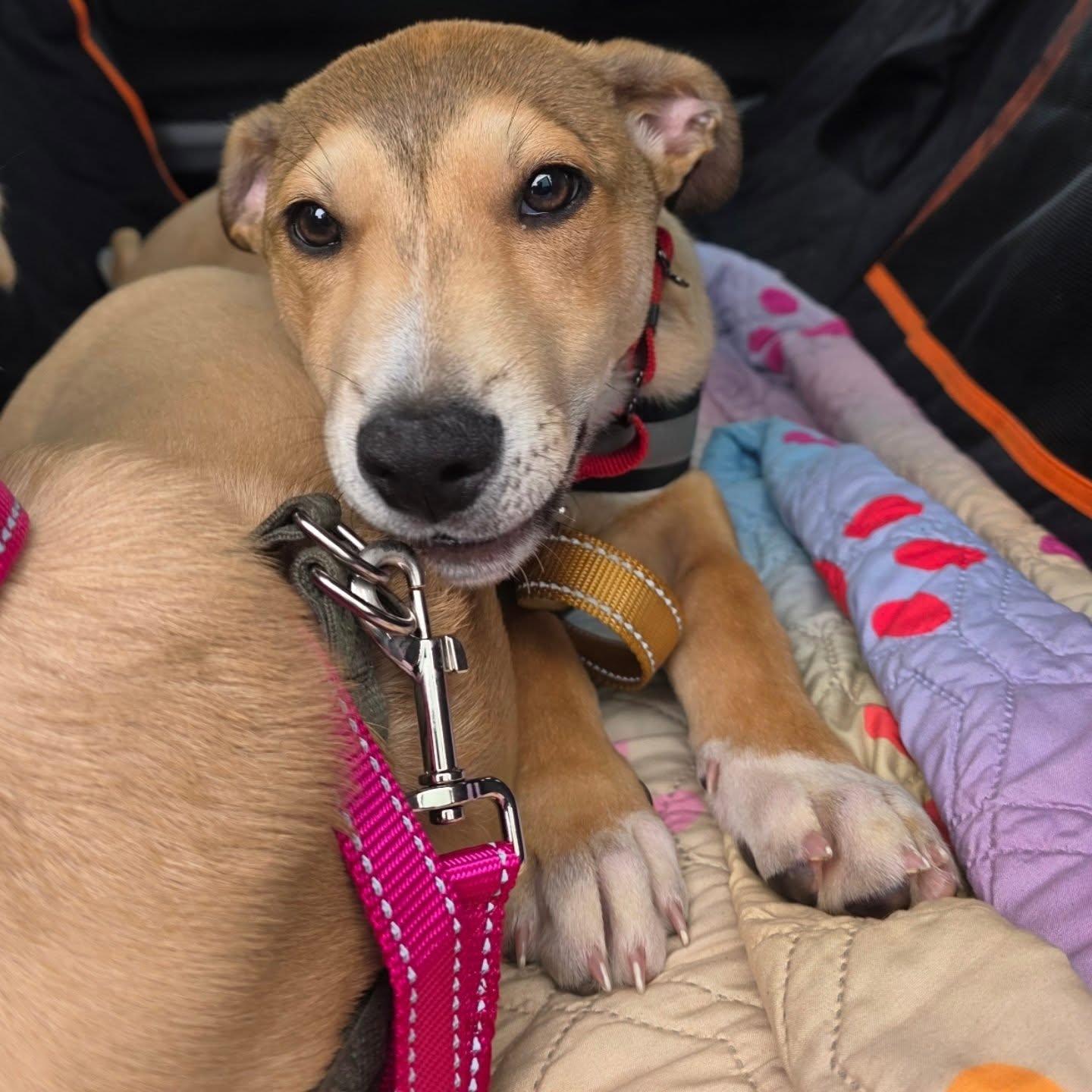 Enlarge Max, a ADOPTABLE mixed breed in Santa Clara, CA image 5/5