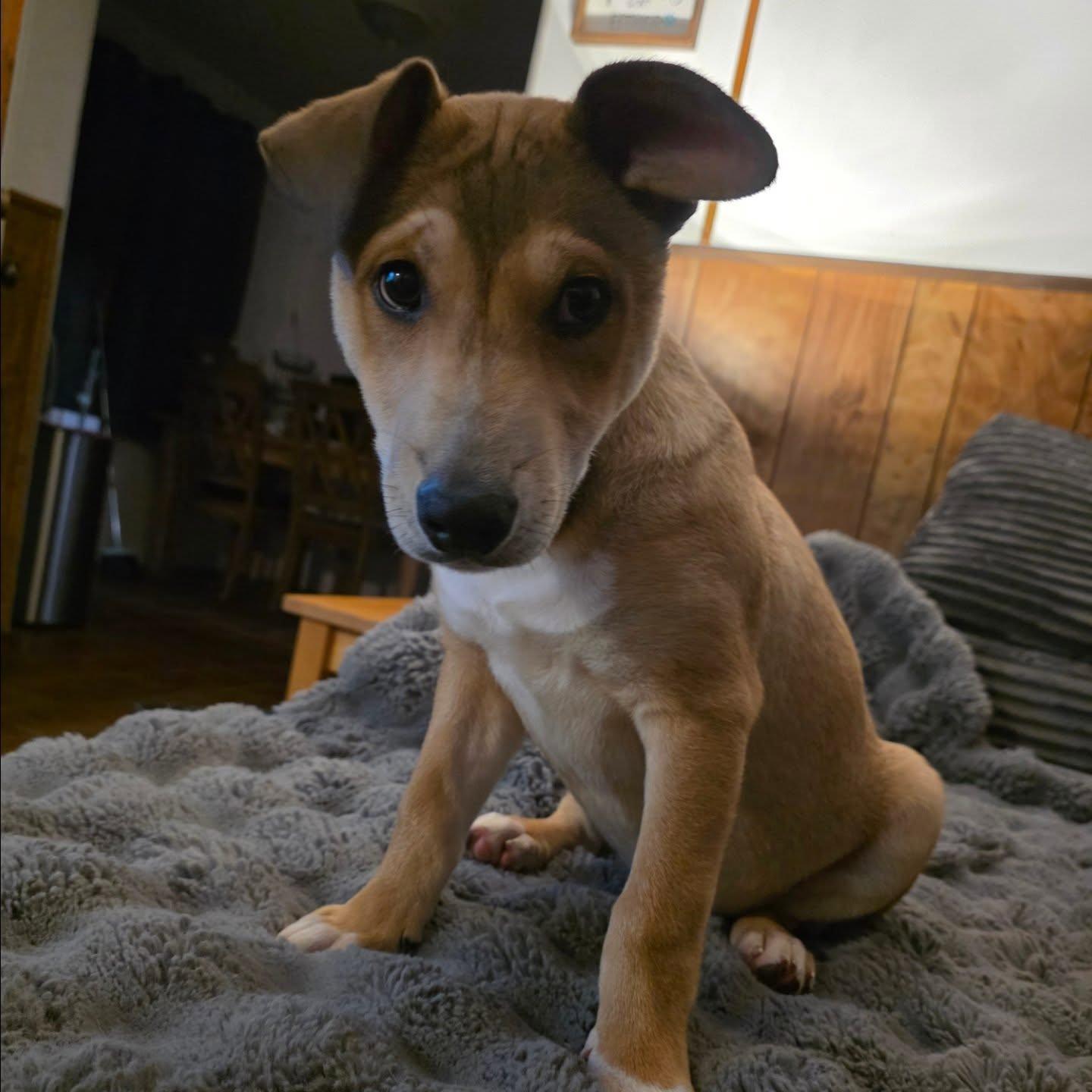 Enlarge Max, a ADOPTABLE mixed breed in Santa Clara, CA image 1/5