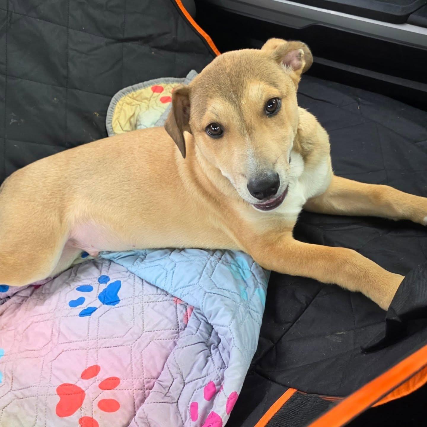 Enlarge Max, a ADOPTABLE mixed breed in Santa Clara, CA image 2/5