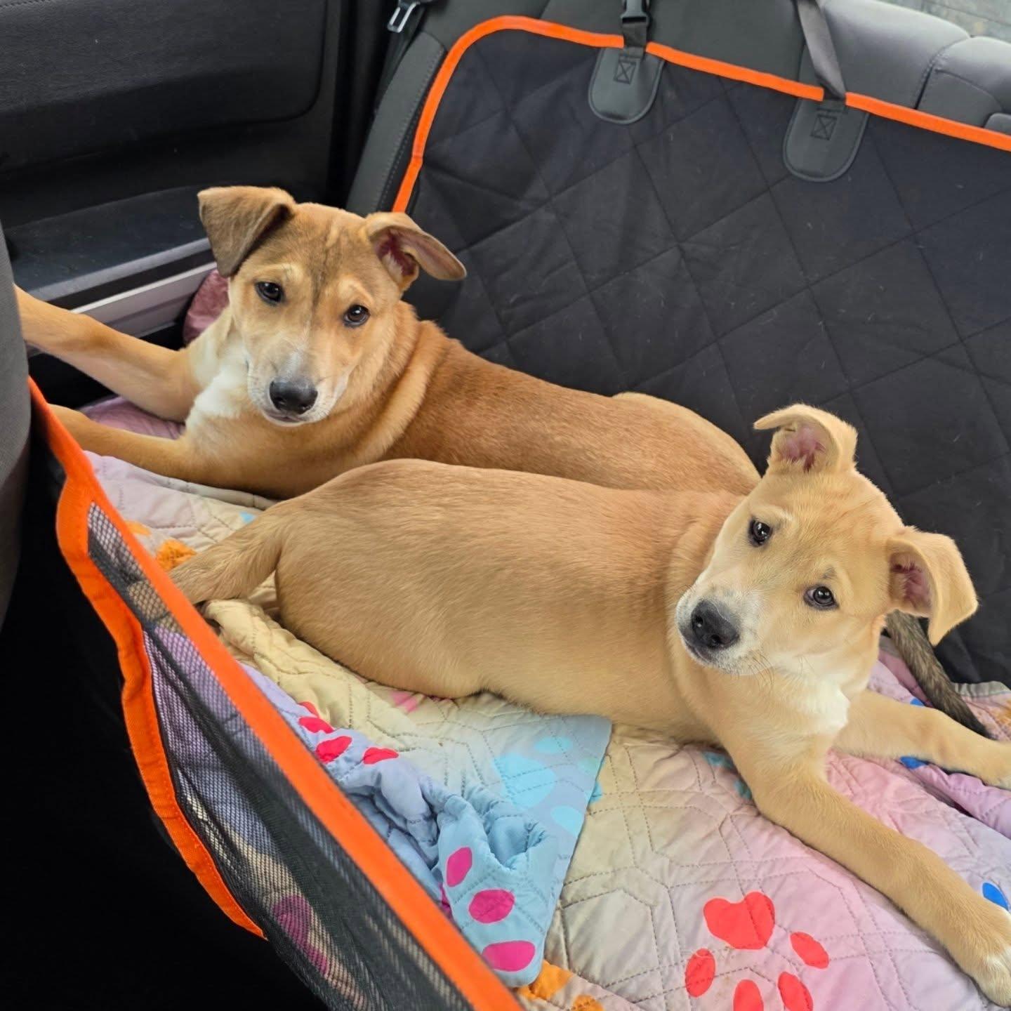 Enlarge Max, a ADOPTABLE mixed breed in Santa Clara, CA image 4/5