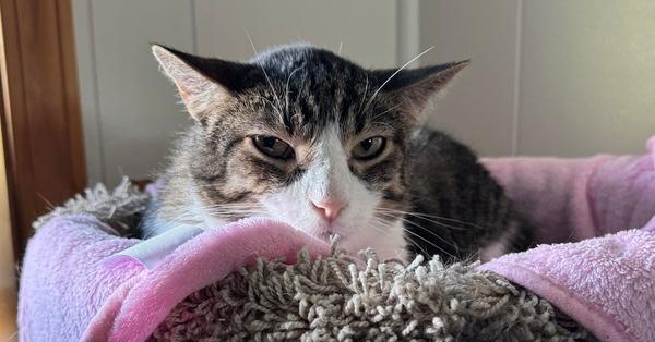 Frisky, Adopted, Adult Male Domestic Short Hair.