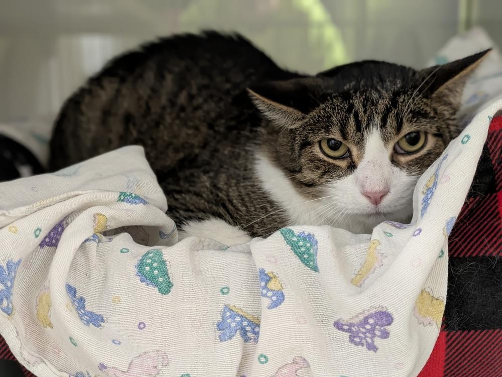 Enlarge Frisky, a Adoptable Domestic Short Hair in Papillion, NE image 2/2