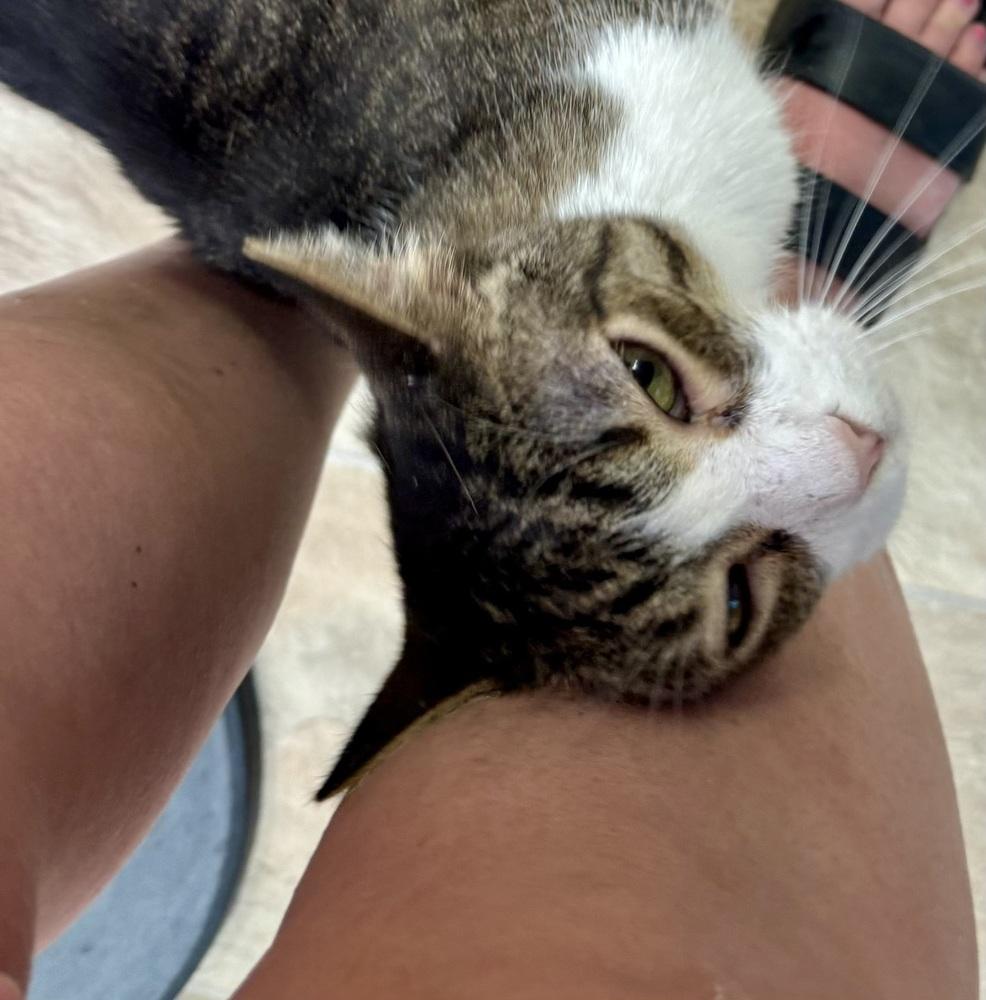 Frisky, a Adopted Domestic Short Hair in Papillion, NE image 3/4