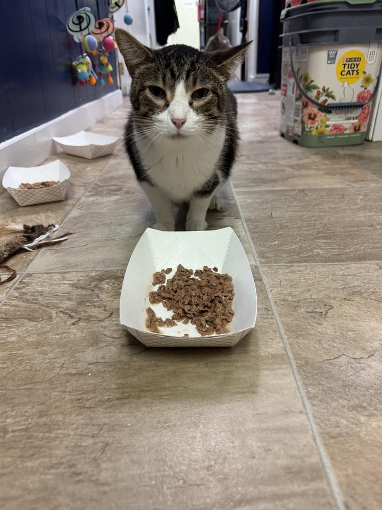 Frisky, a Adopted Domestic Short Hair in Papillion, NE image 4/4