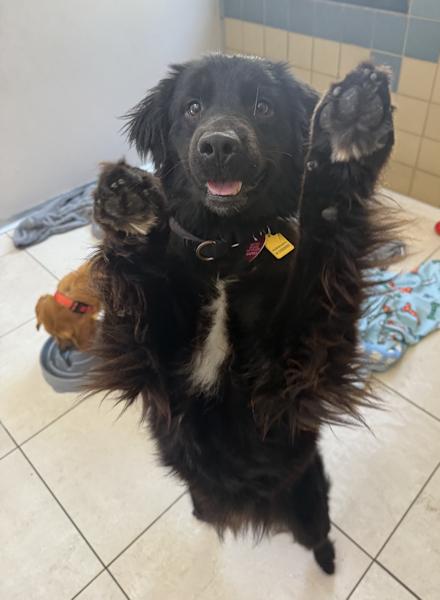 Enlarge Raven, bonded with Amber, a Adoptable mixed breed in Los Angeles, CA image 5/6