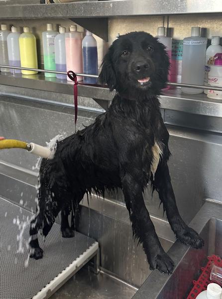 Enlarge Raven, bonded with Amber, a Adoptable mixed breed in Los Angeles, CA image 1/6