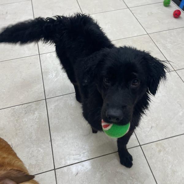 Enlarge Raven, bonded with Amber, a Adoptable mixed breed in Los Angeles, CA image 3/6