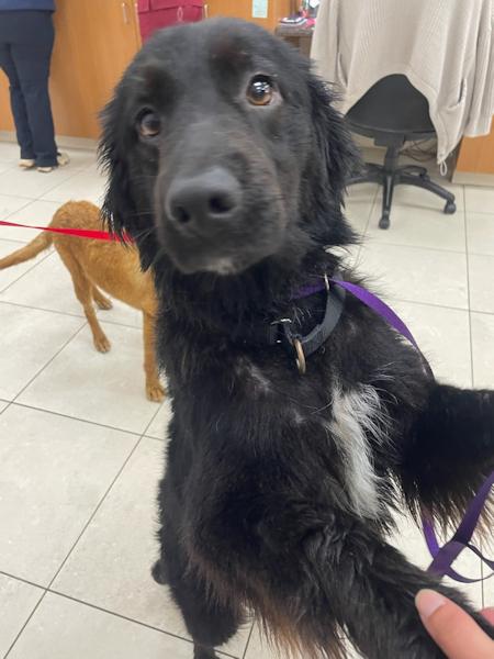 Enlarge Raven, bonded with Amber, a Adoptable mixed breed in Los Angeles, CA image 4/6