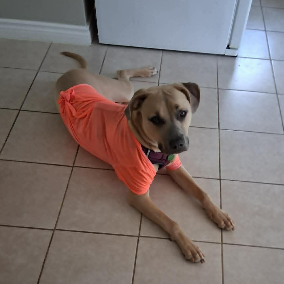 Enlarge Bosley, a ADOPTABLE mixed breed in St Thomas, ON image 2/4