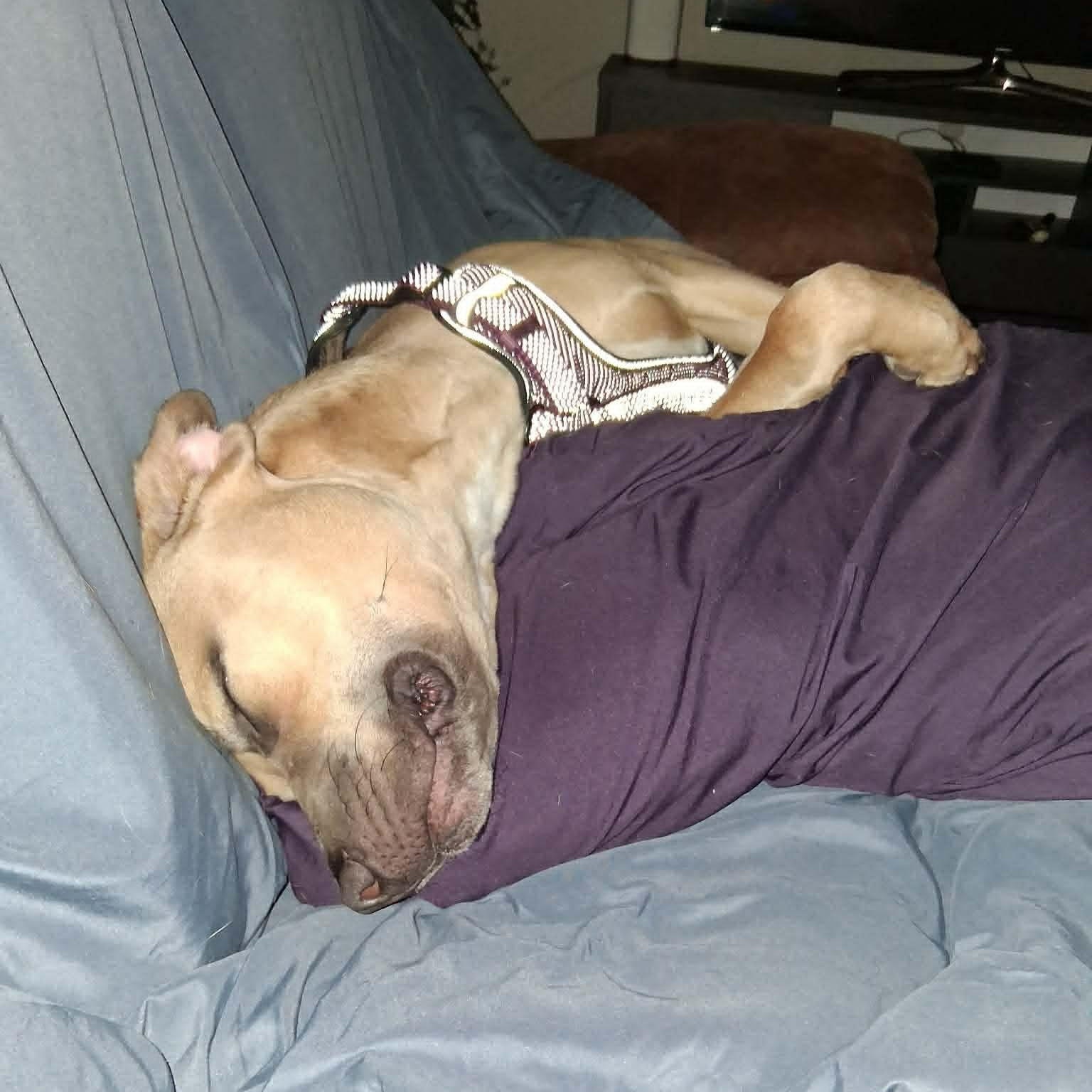 Enlarge Bosley, a ADOPTABLE mixed breed in St Thomas, ON image 4/4