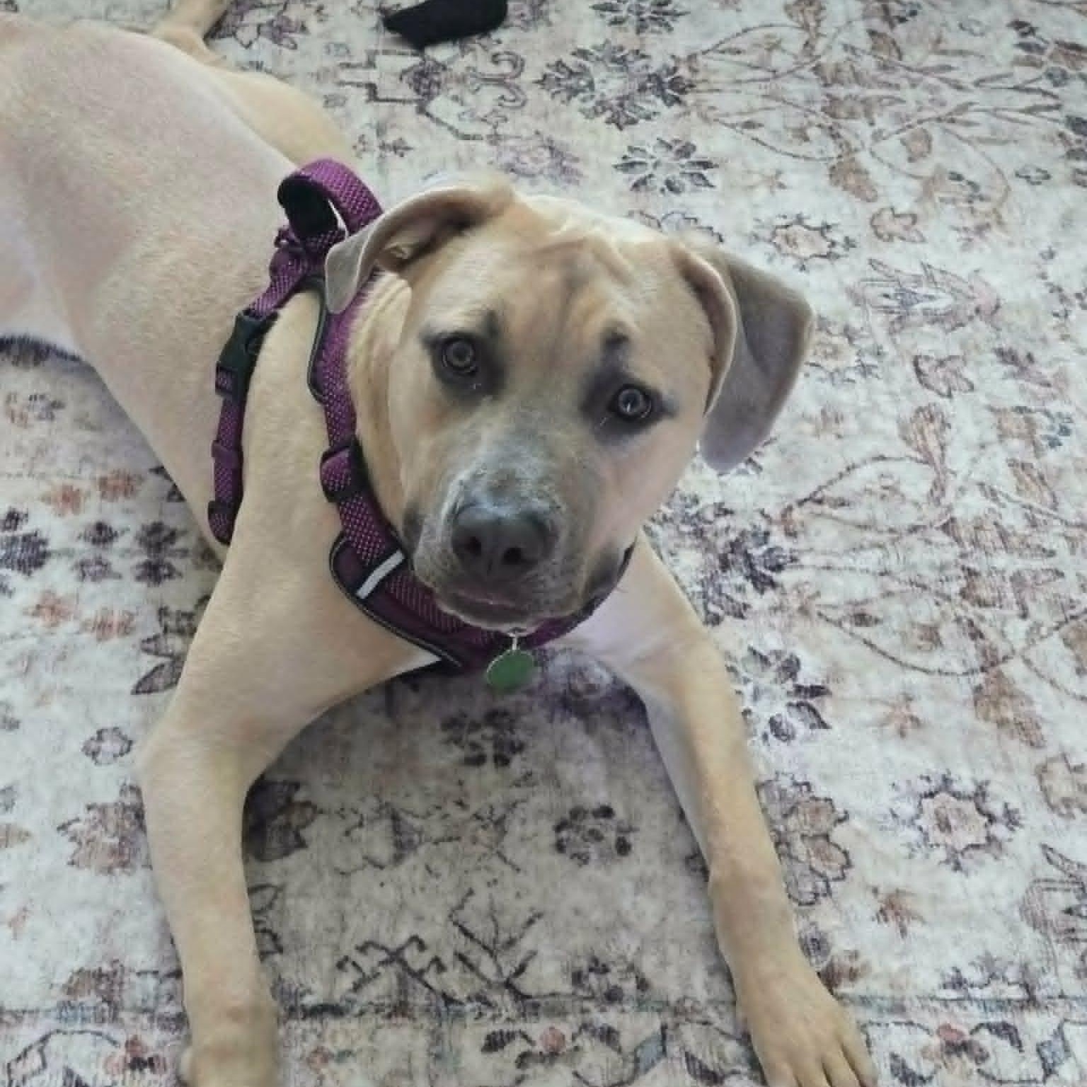 Enlarge Bosley, a ADOPTABLE mixed breed in St Thomas, ON image 1/4